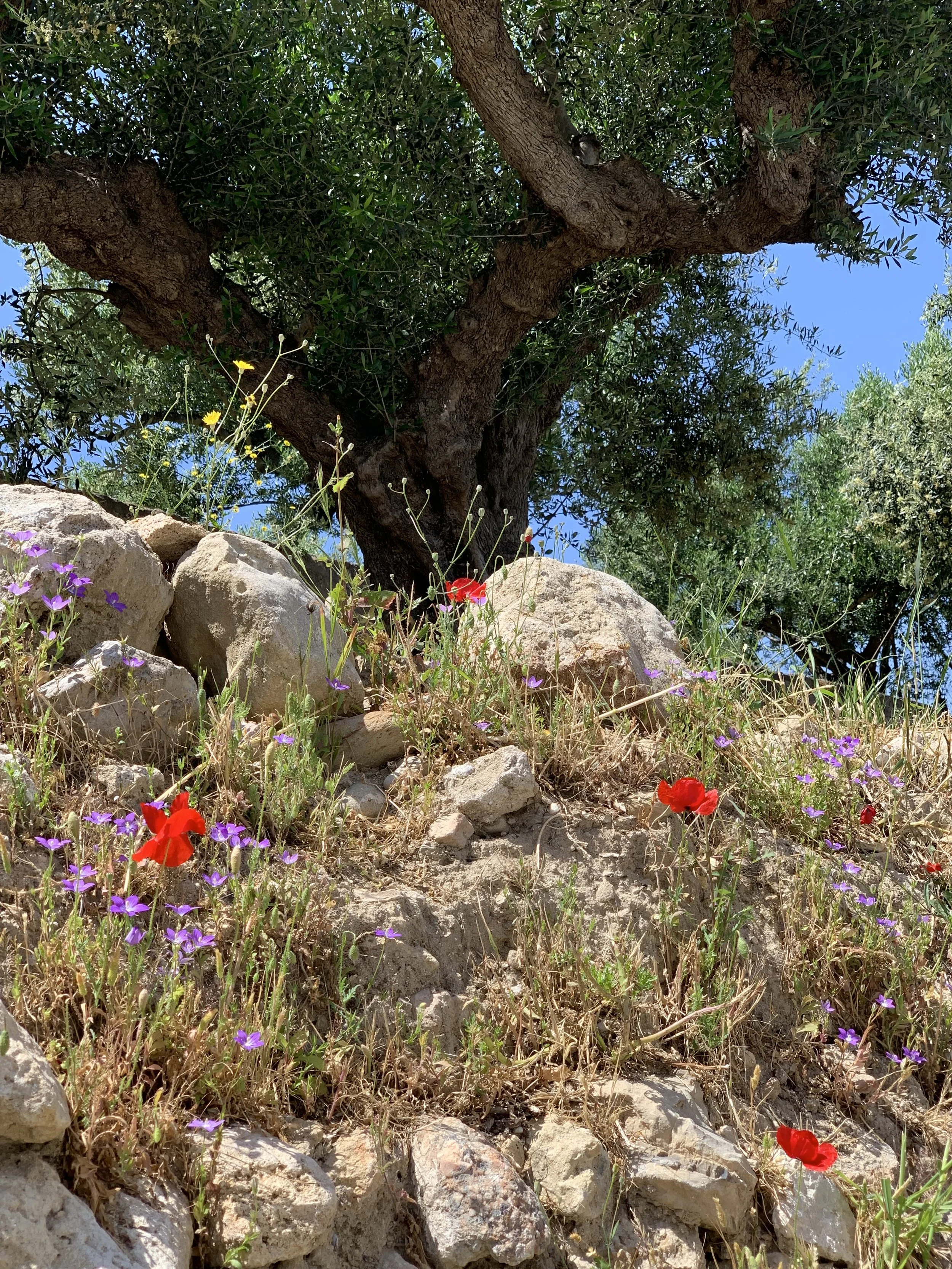 Spring time flowers nestled in sandy rocks at the base of a large Olive tree with green leaves and bright blue sky.