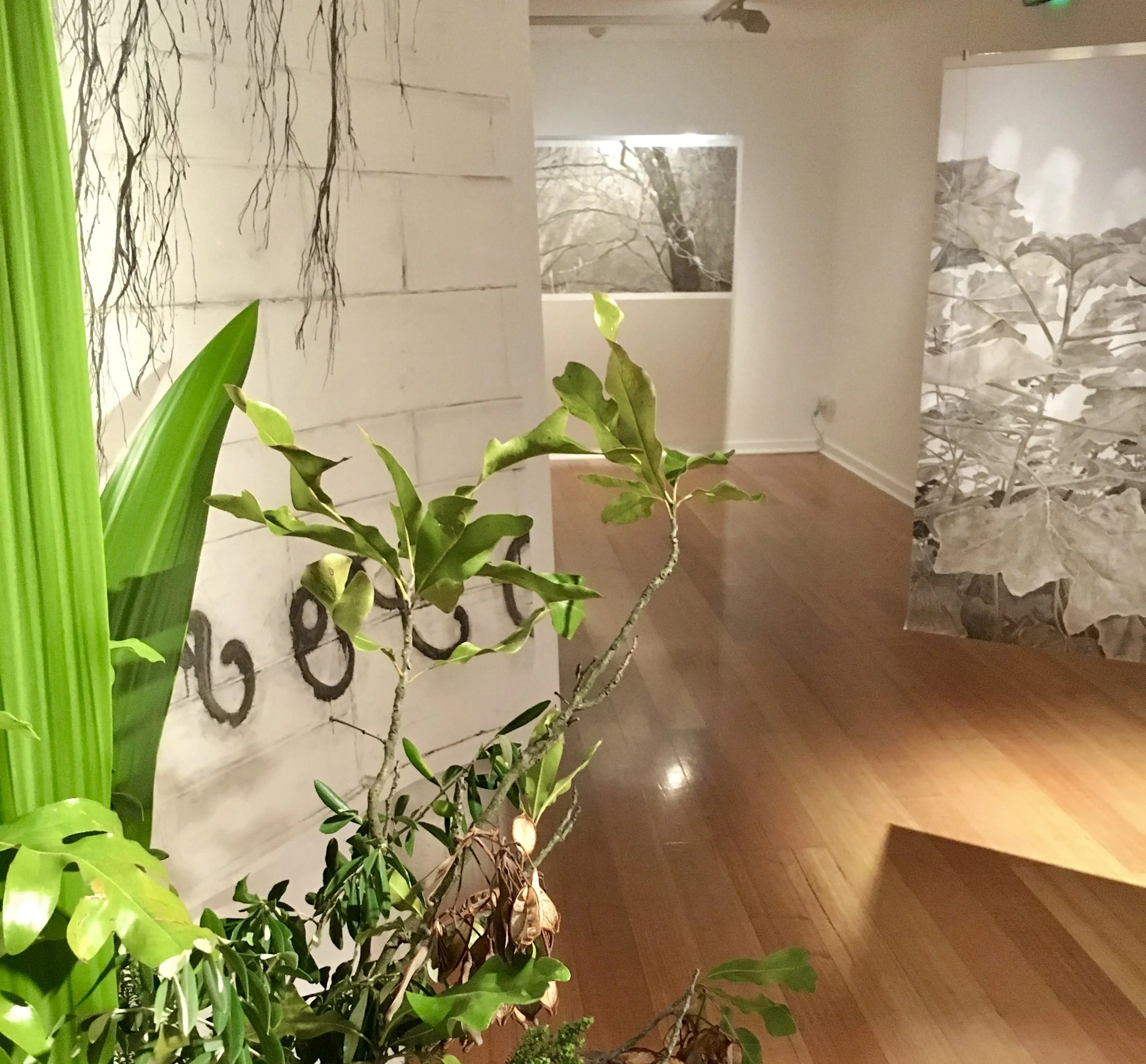 Gallery installation with various green plants in the foreground, hanging monochromatic artworks of foilage throughout the space.The floor is wooden.