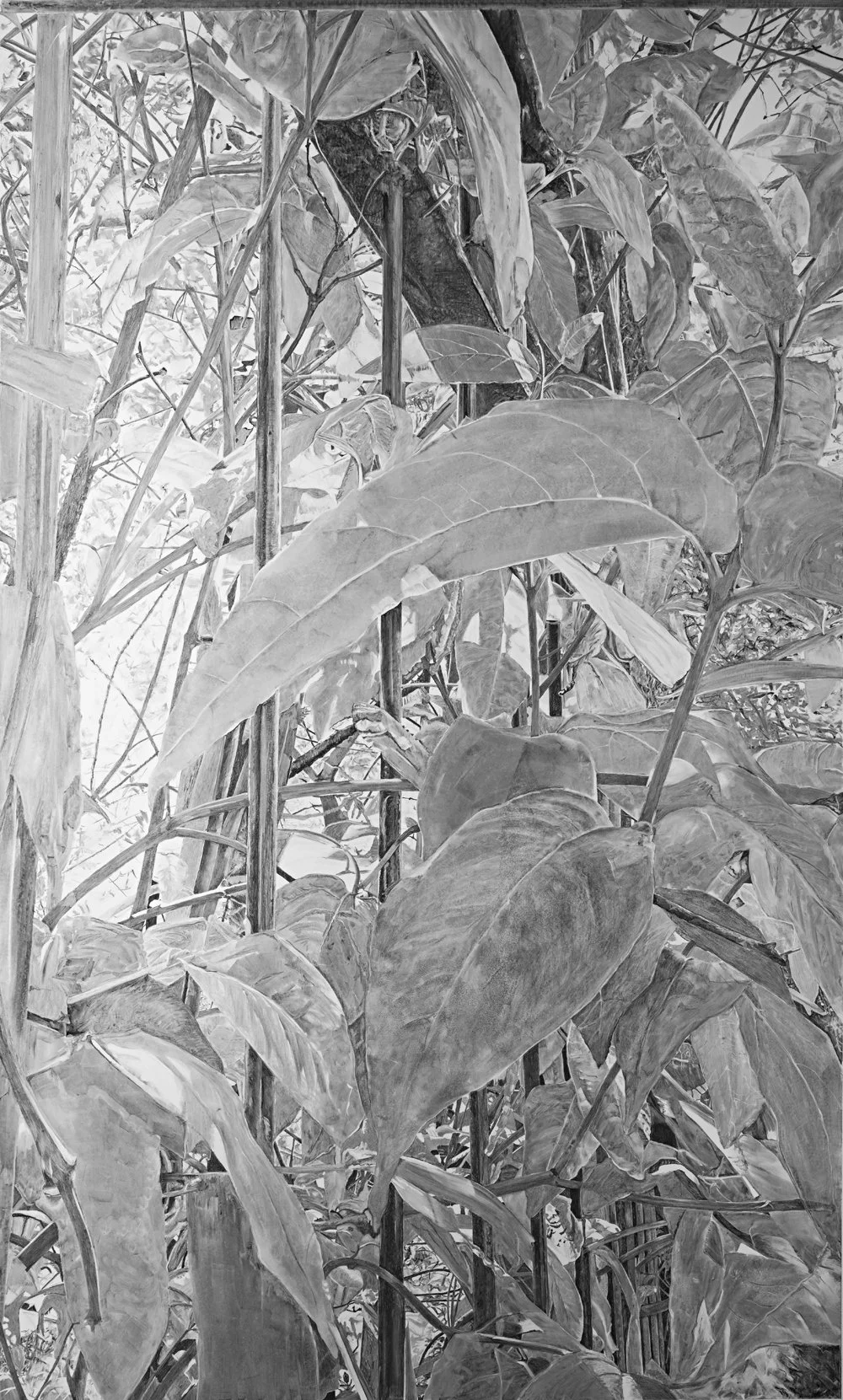 Black and white drawing of dense, leafy plant foliage with various large leaves and stems intertwined through a steel fence.