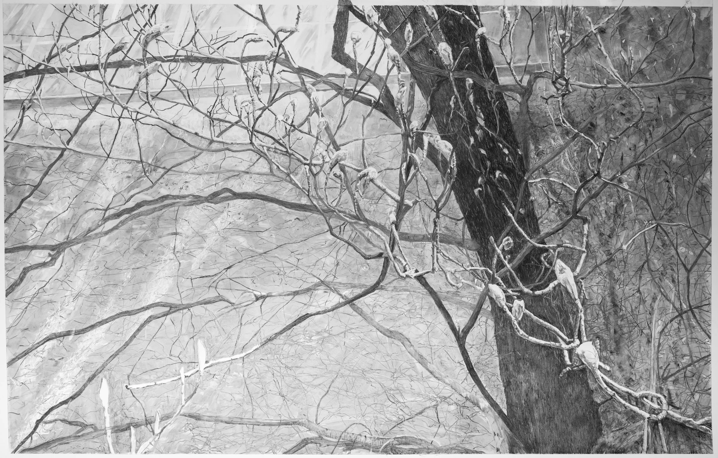Black and white drawing of a large tree with white flower buds, bare branches and trunk.