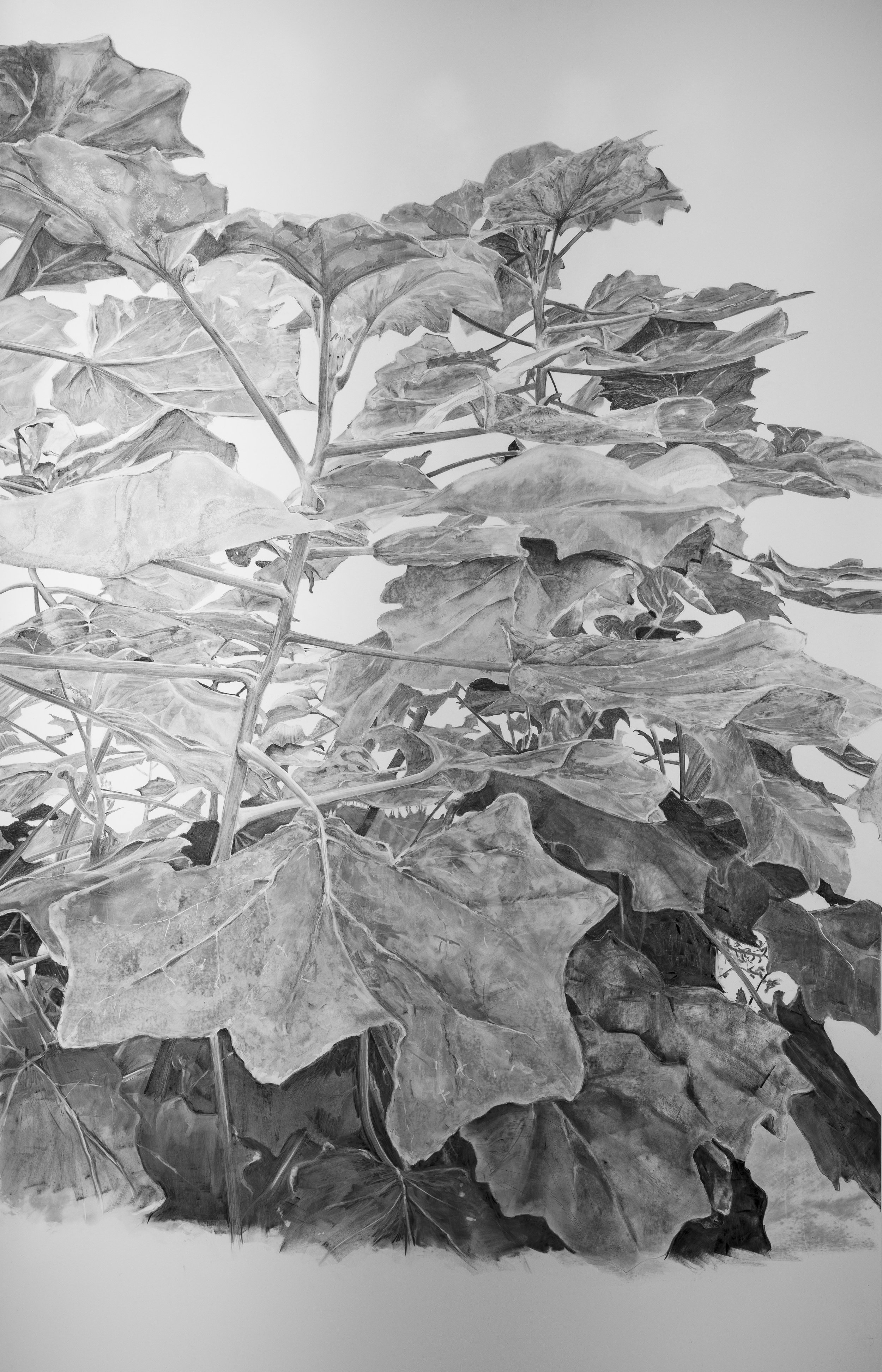 Black and white drawing of overlapping large leaves with prominent veins and irregular edges.