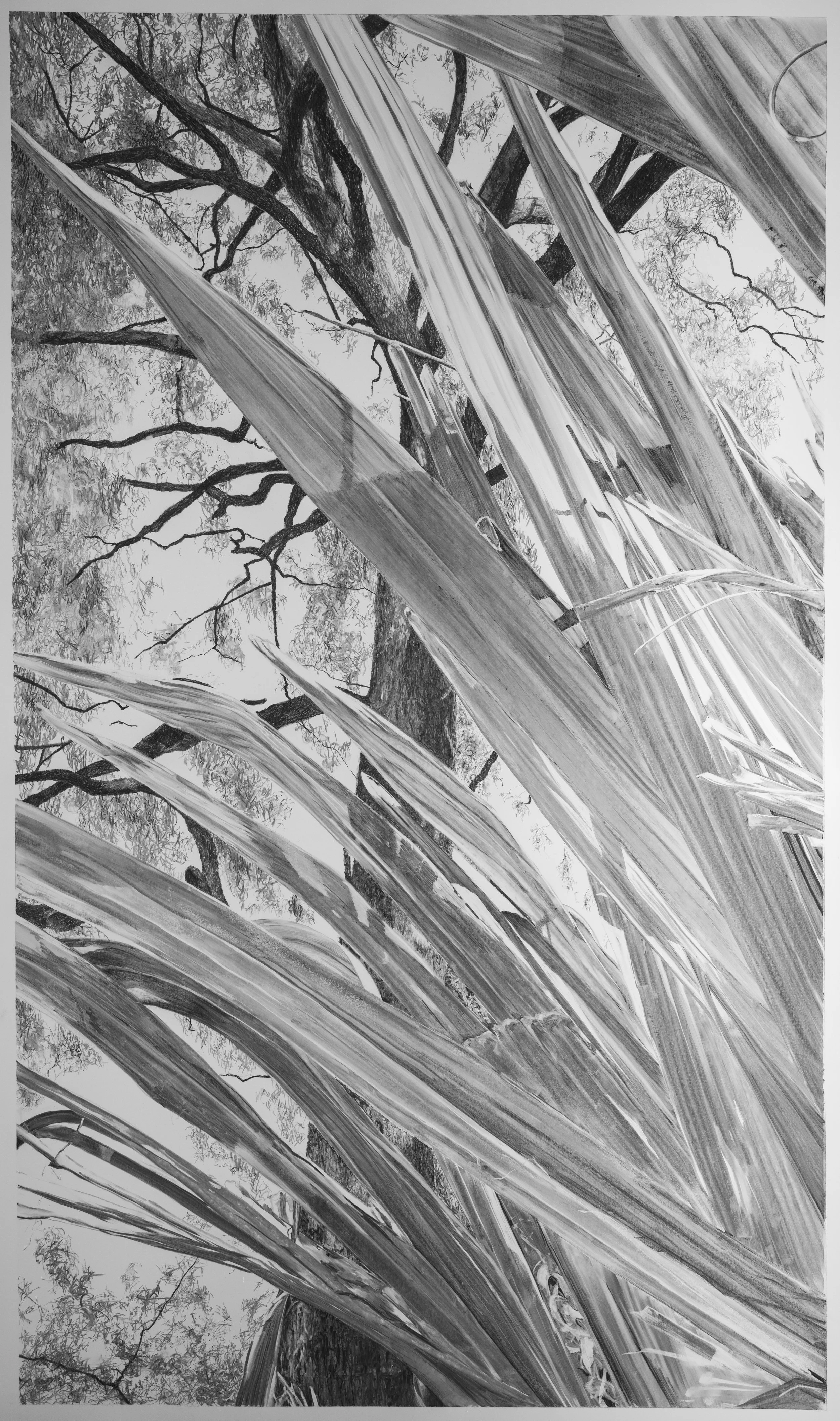 A black and white photograph of tree branches and leaves viewed from beneath a large set of long, slender leaves or grass blades.