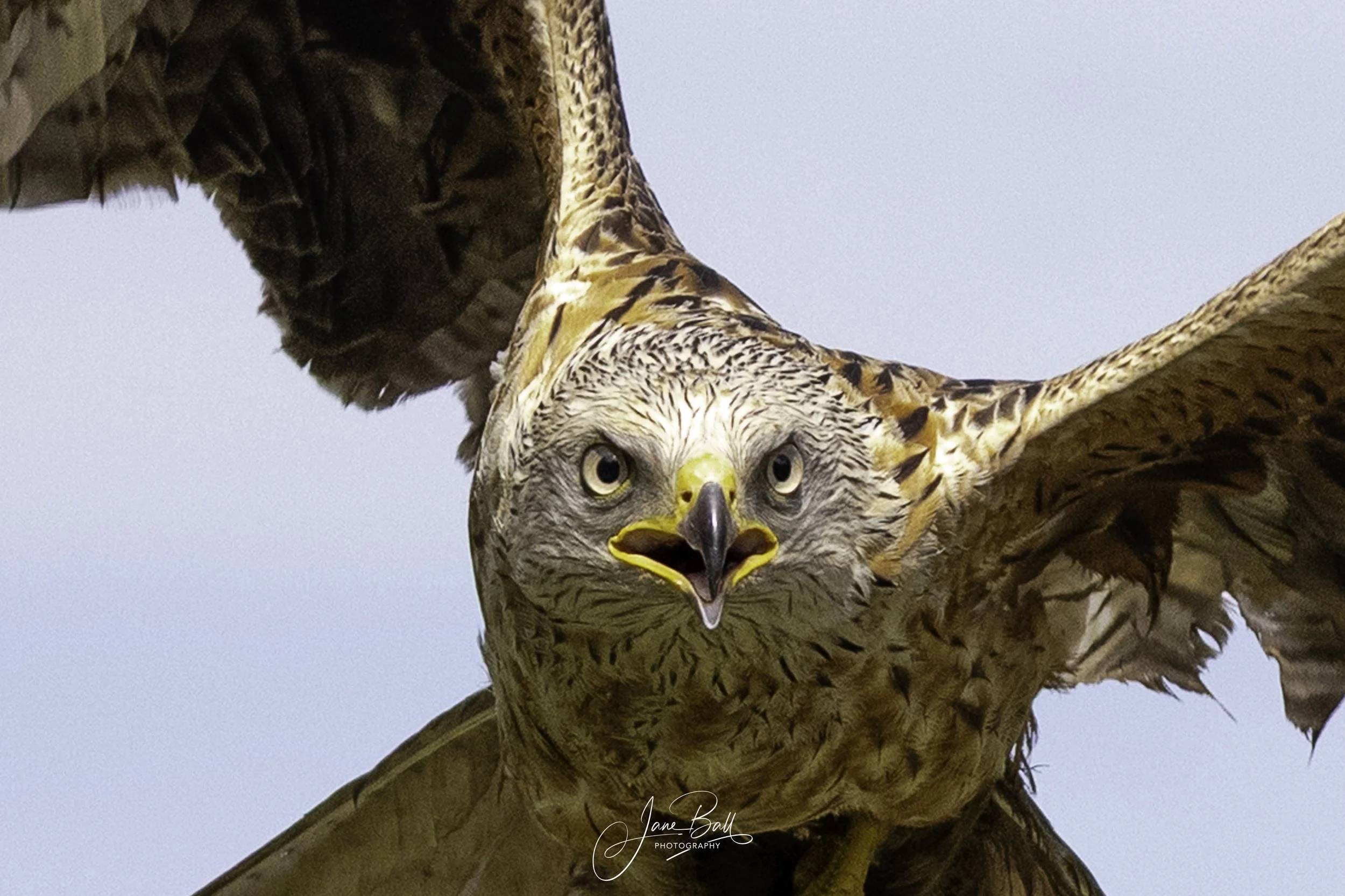 Red Kites