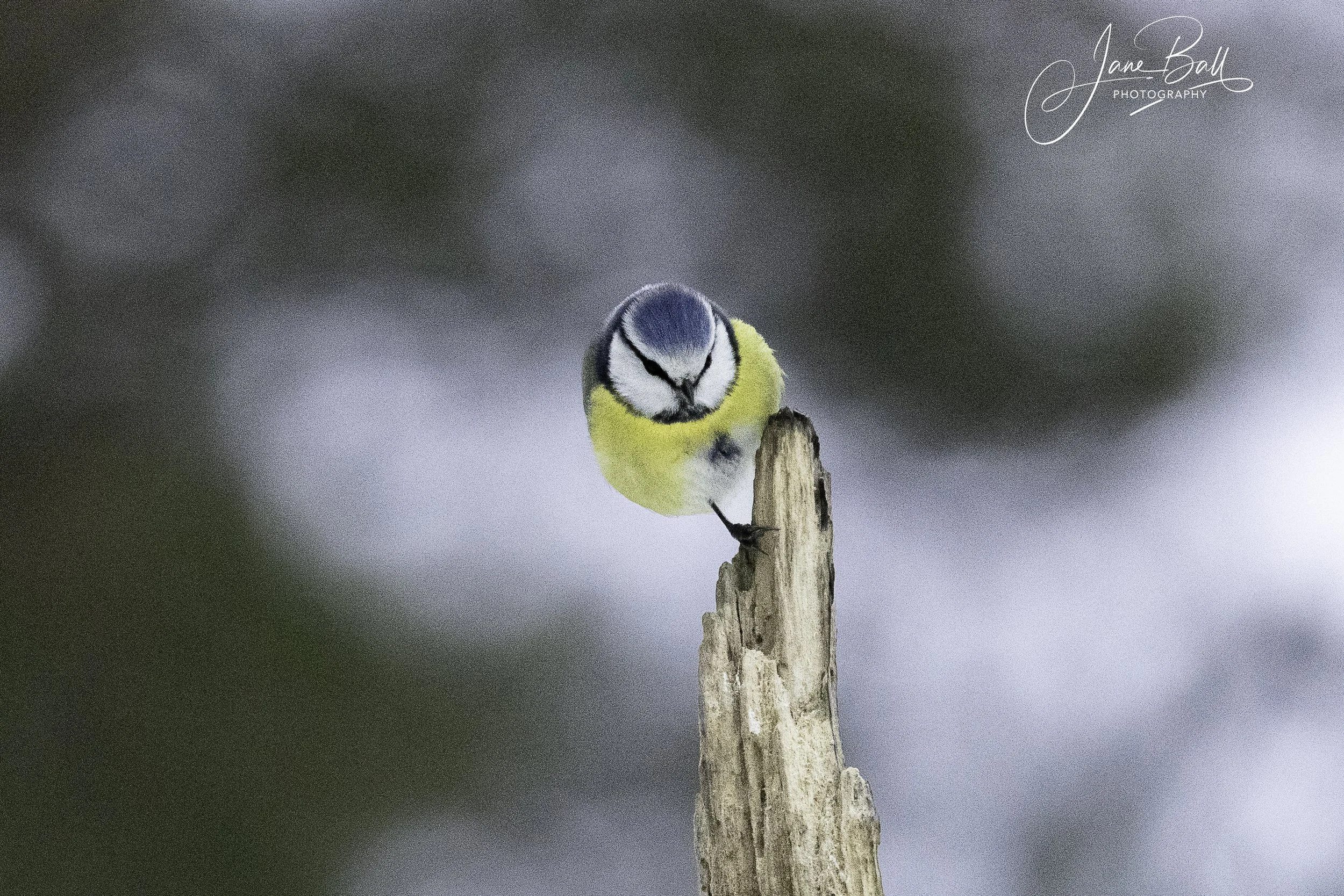 Blue Tit