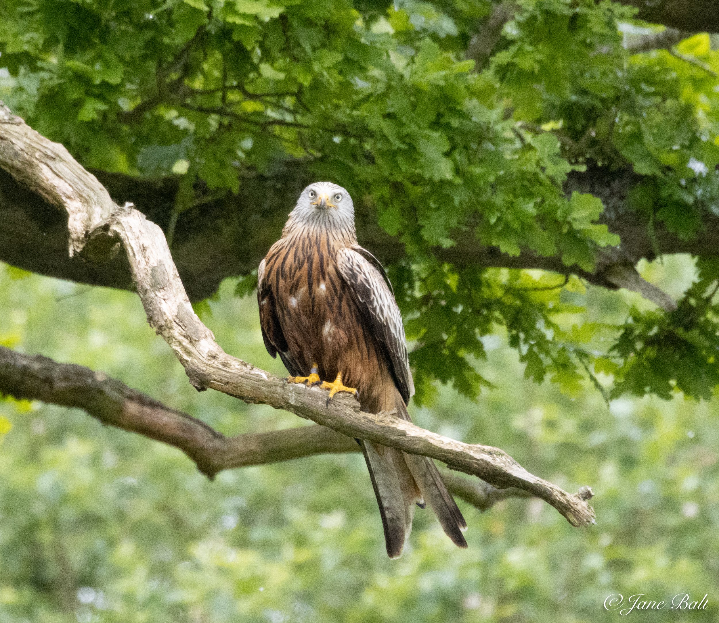 Red Kite