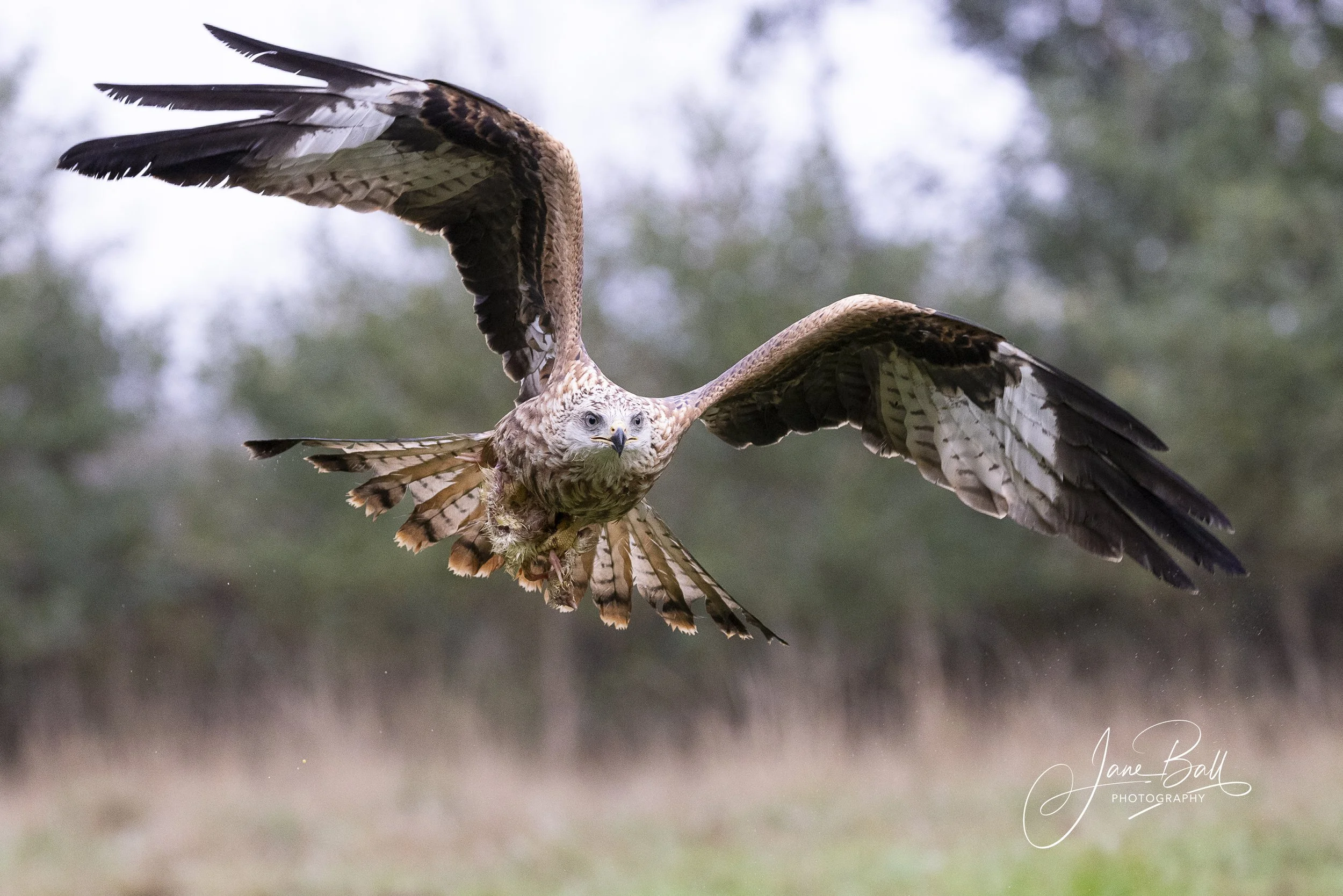Red Kite