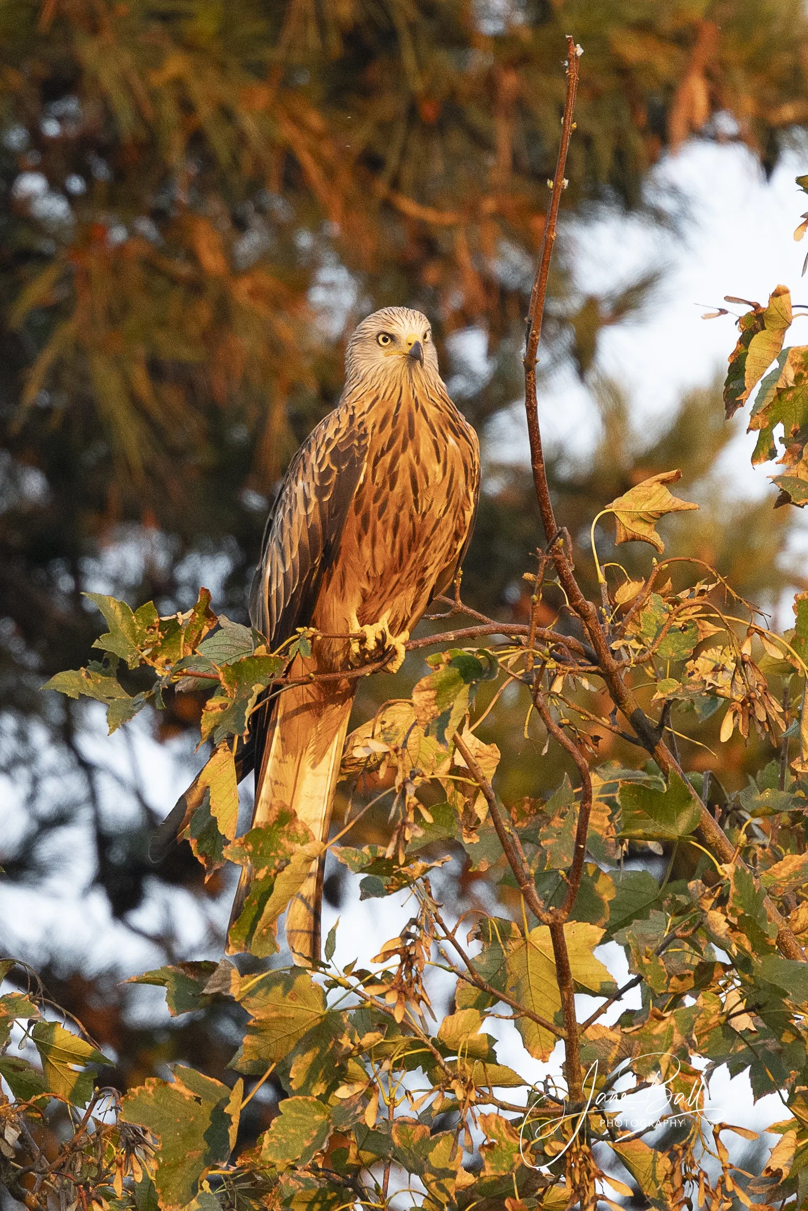 Red Kite