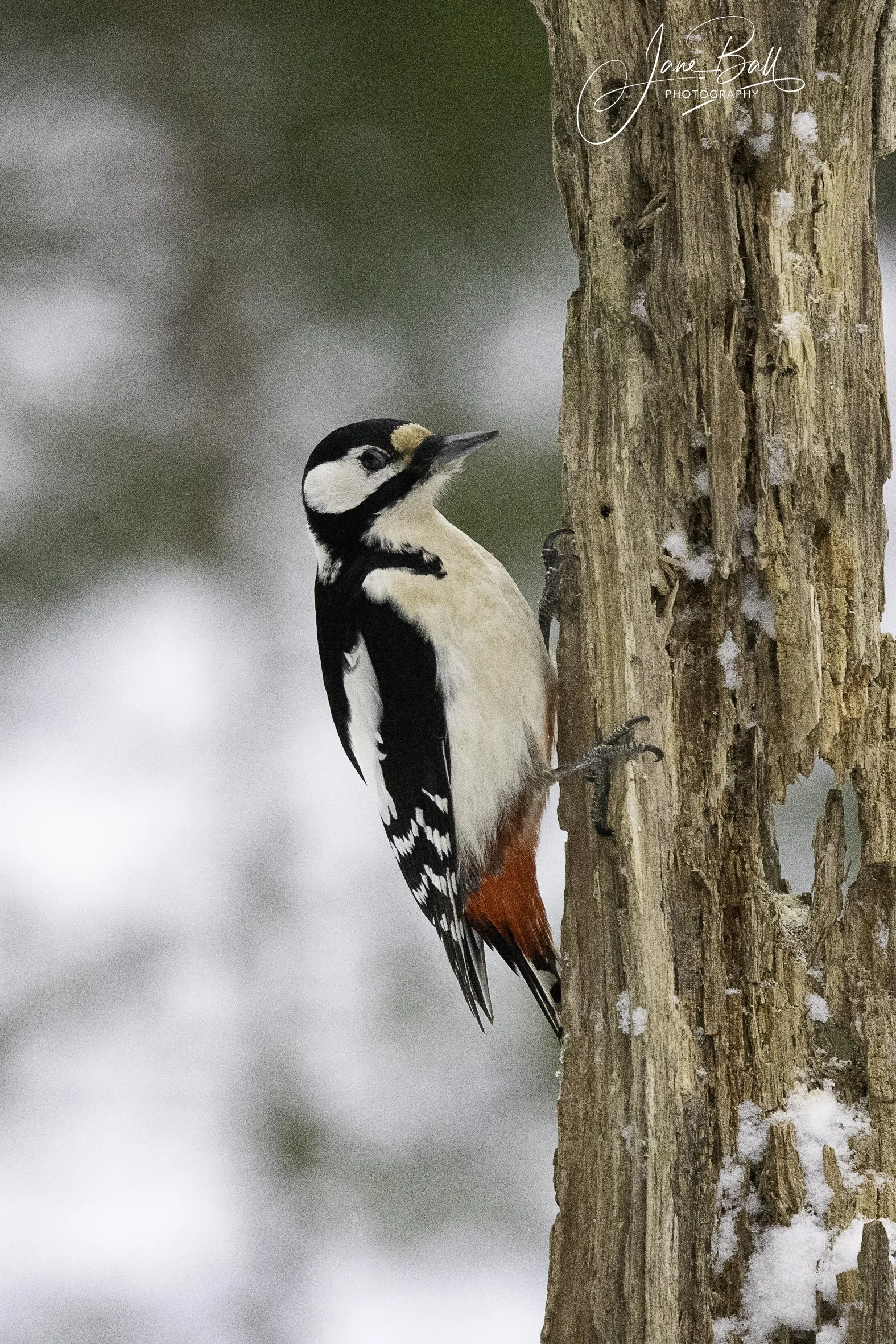 Great Spotted Woodpecker 