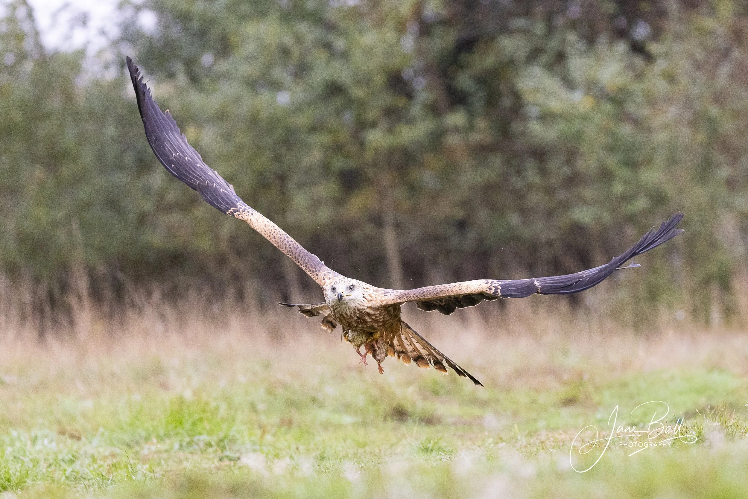 Red Kite