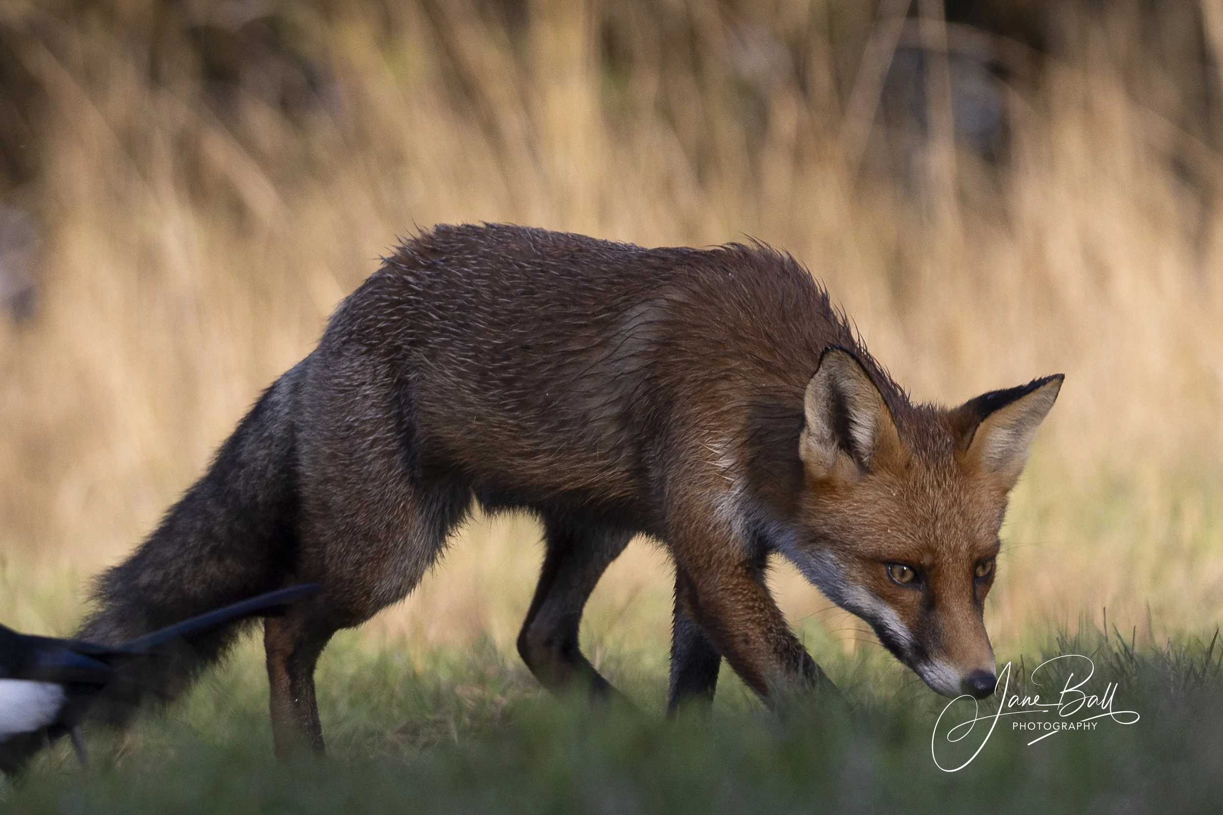 Fox (female)