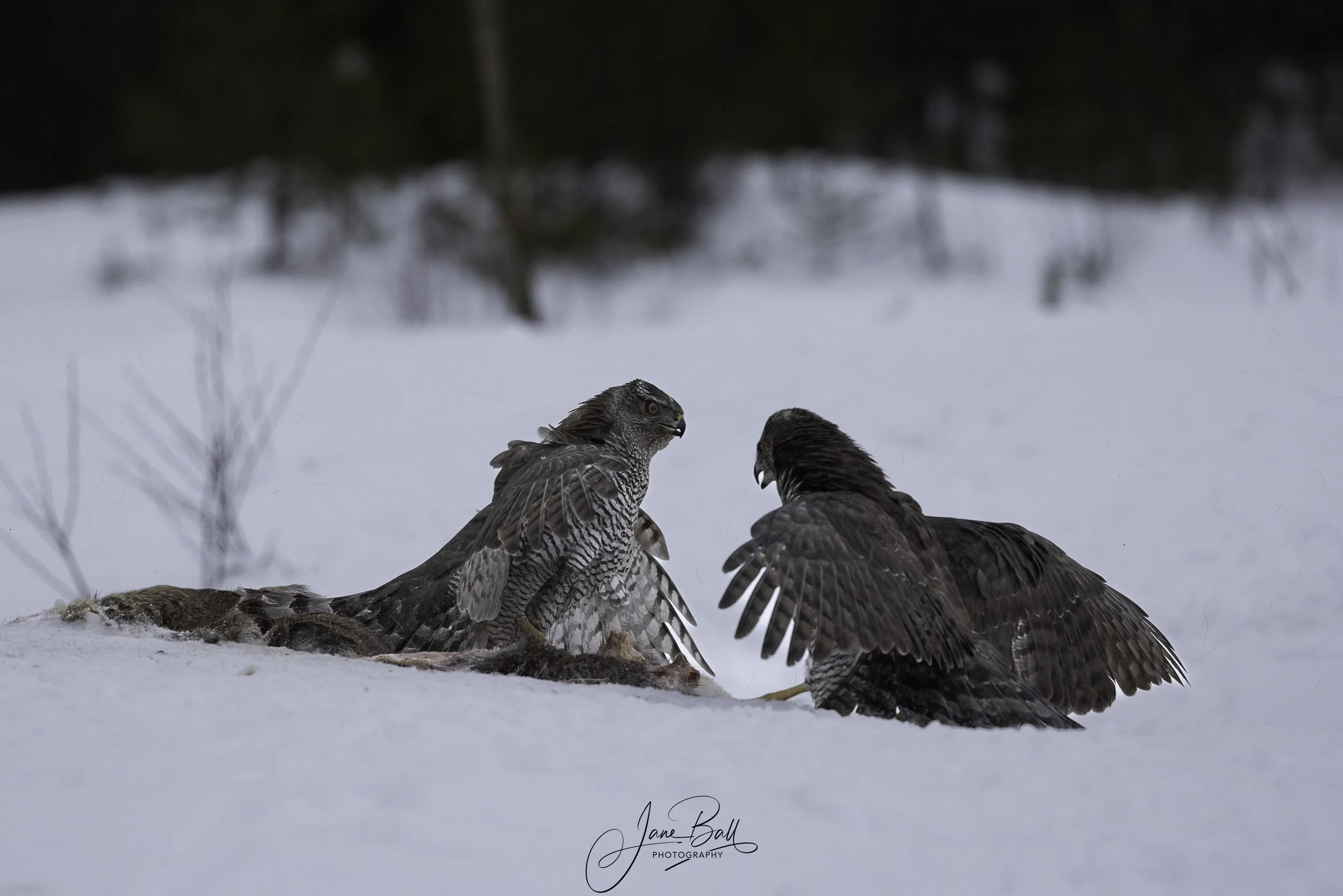Fighting Goshawks