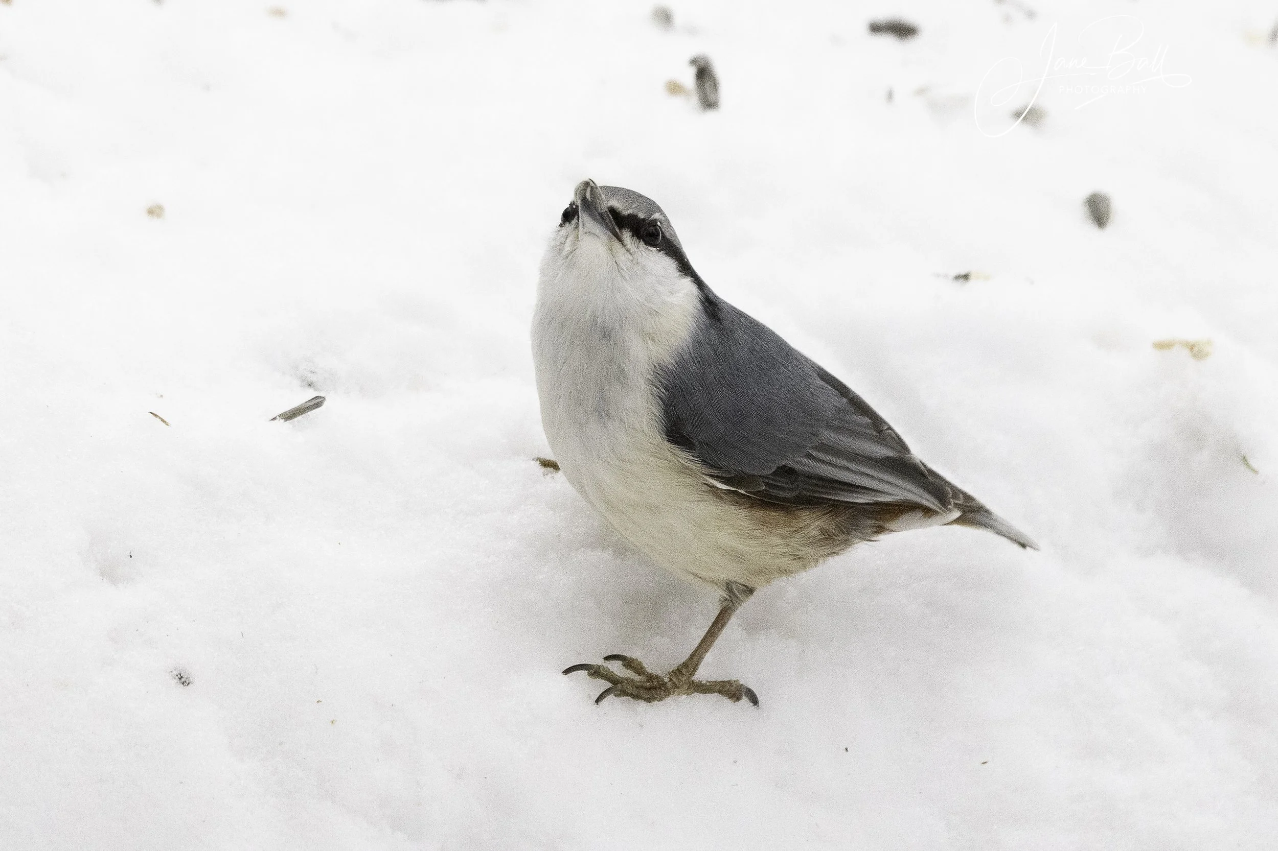 Nuthatch