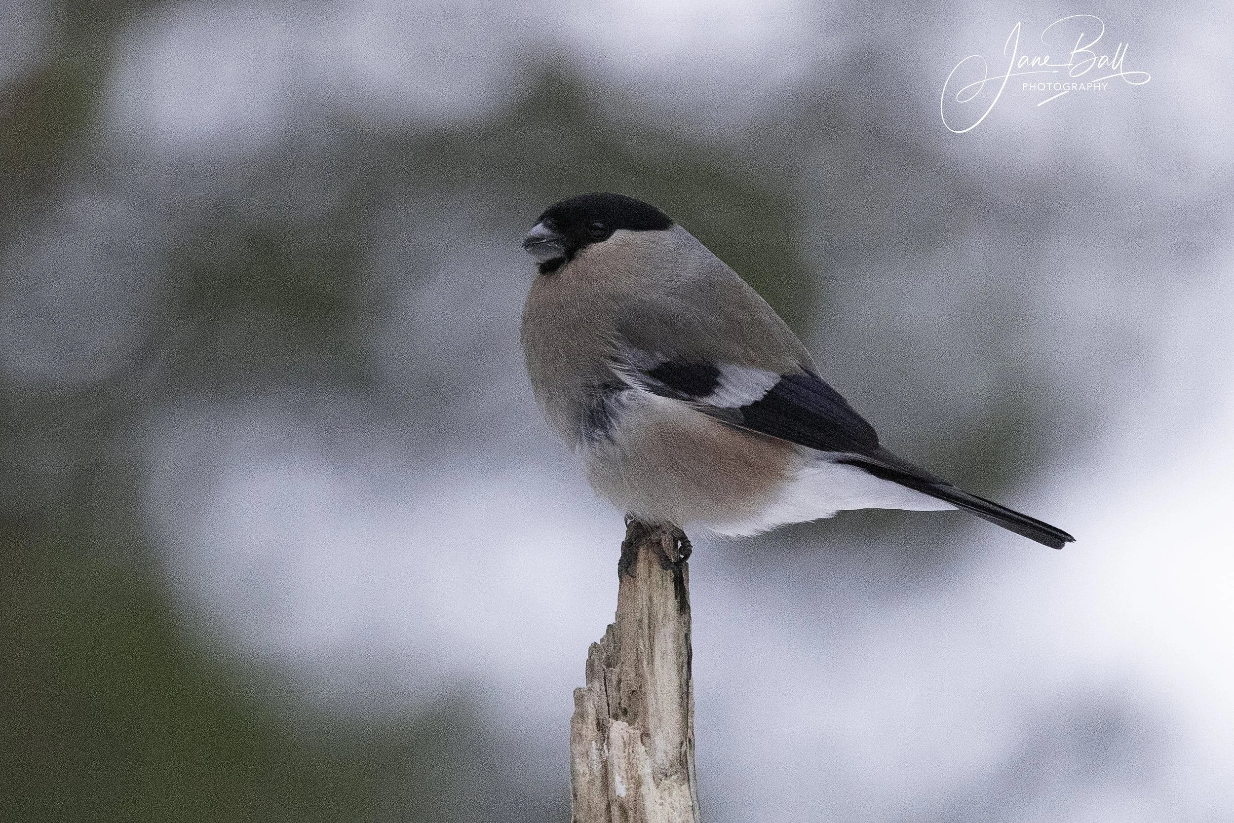 Bullfinch (female)
