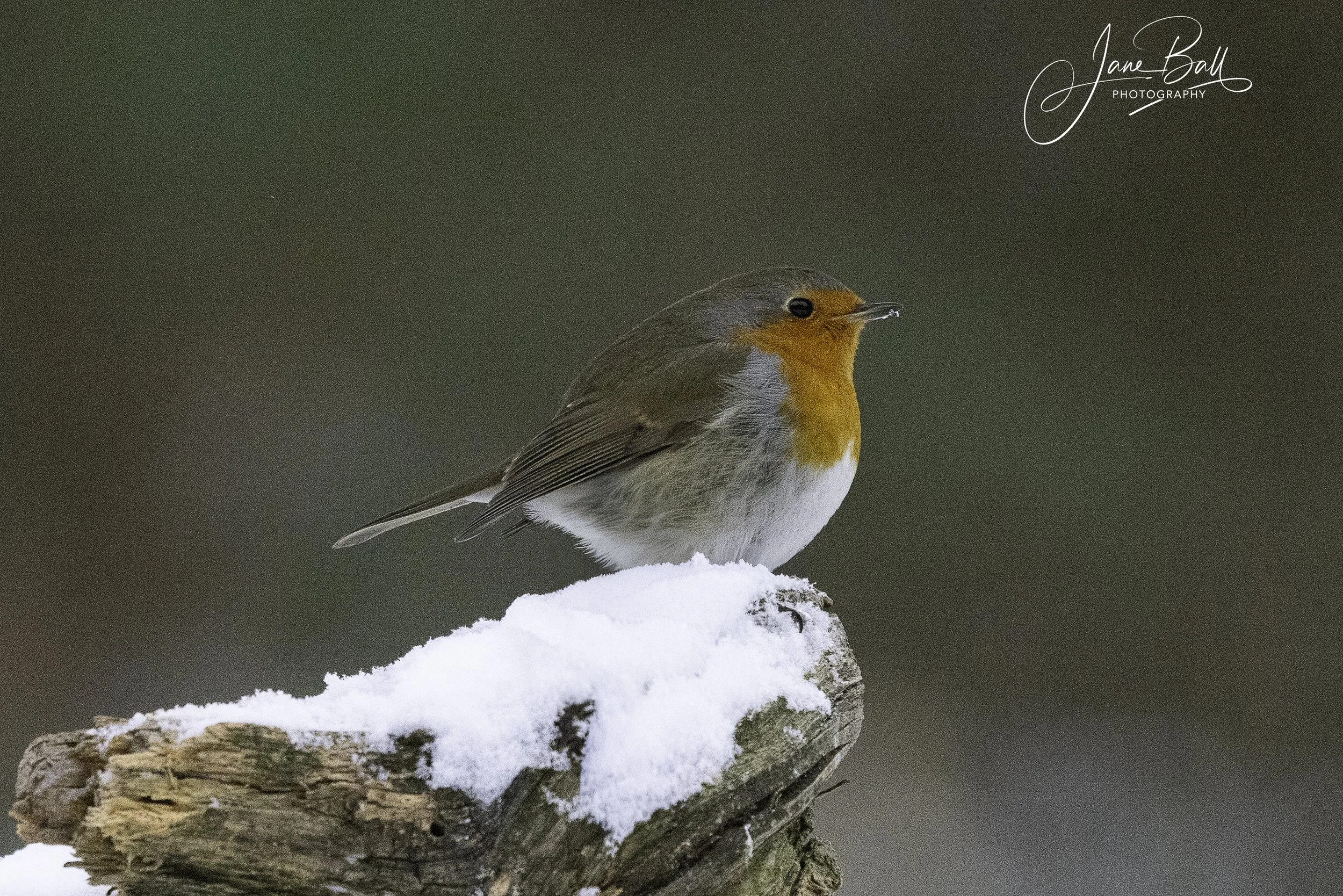 Robin
