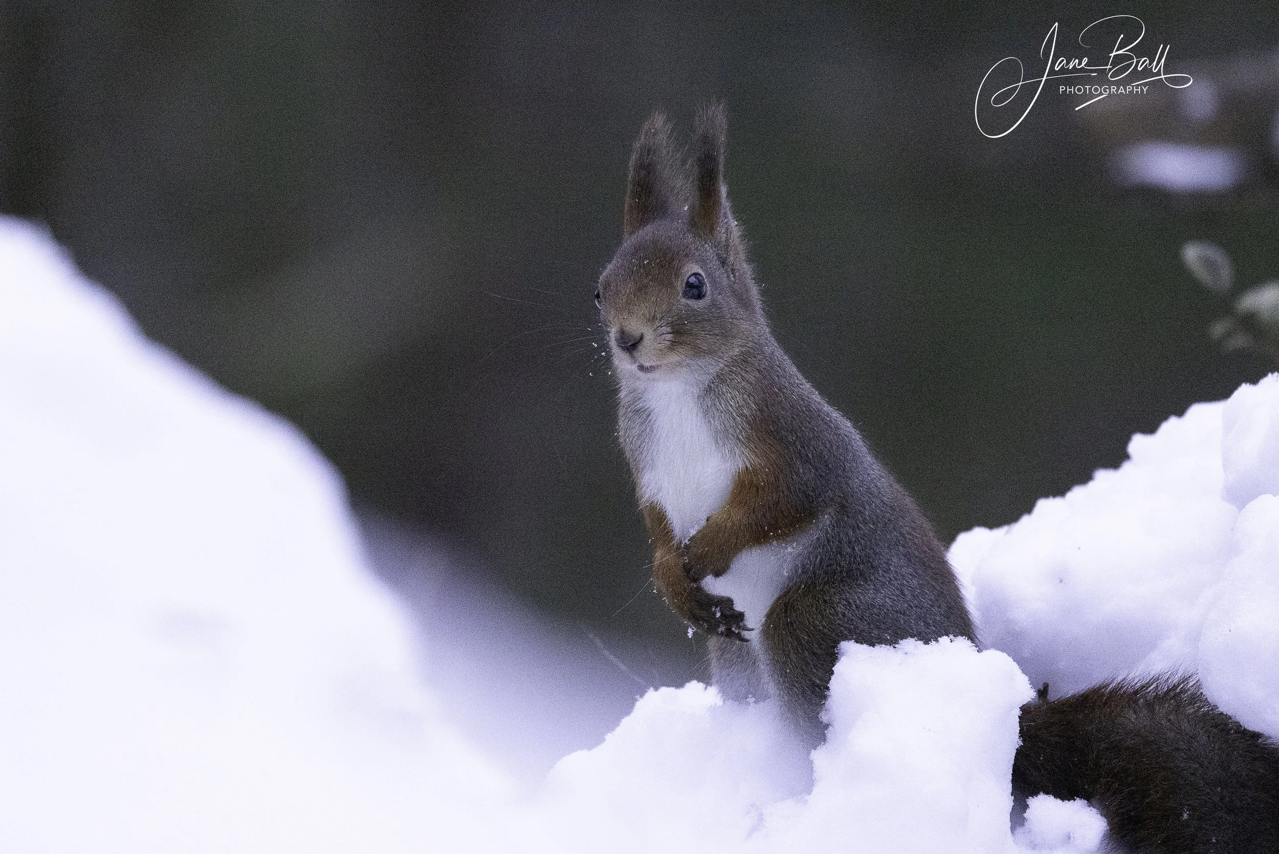 Red Squirrel