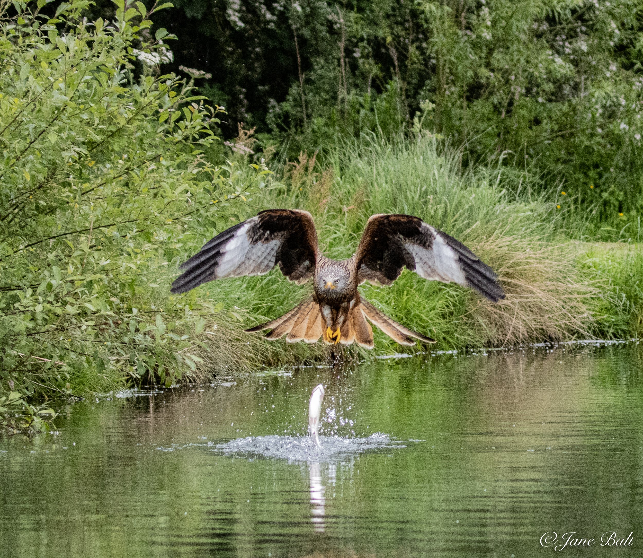 Red Kite learning to fish.... better luck next time!