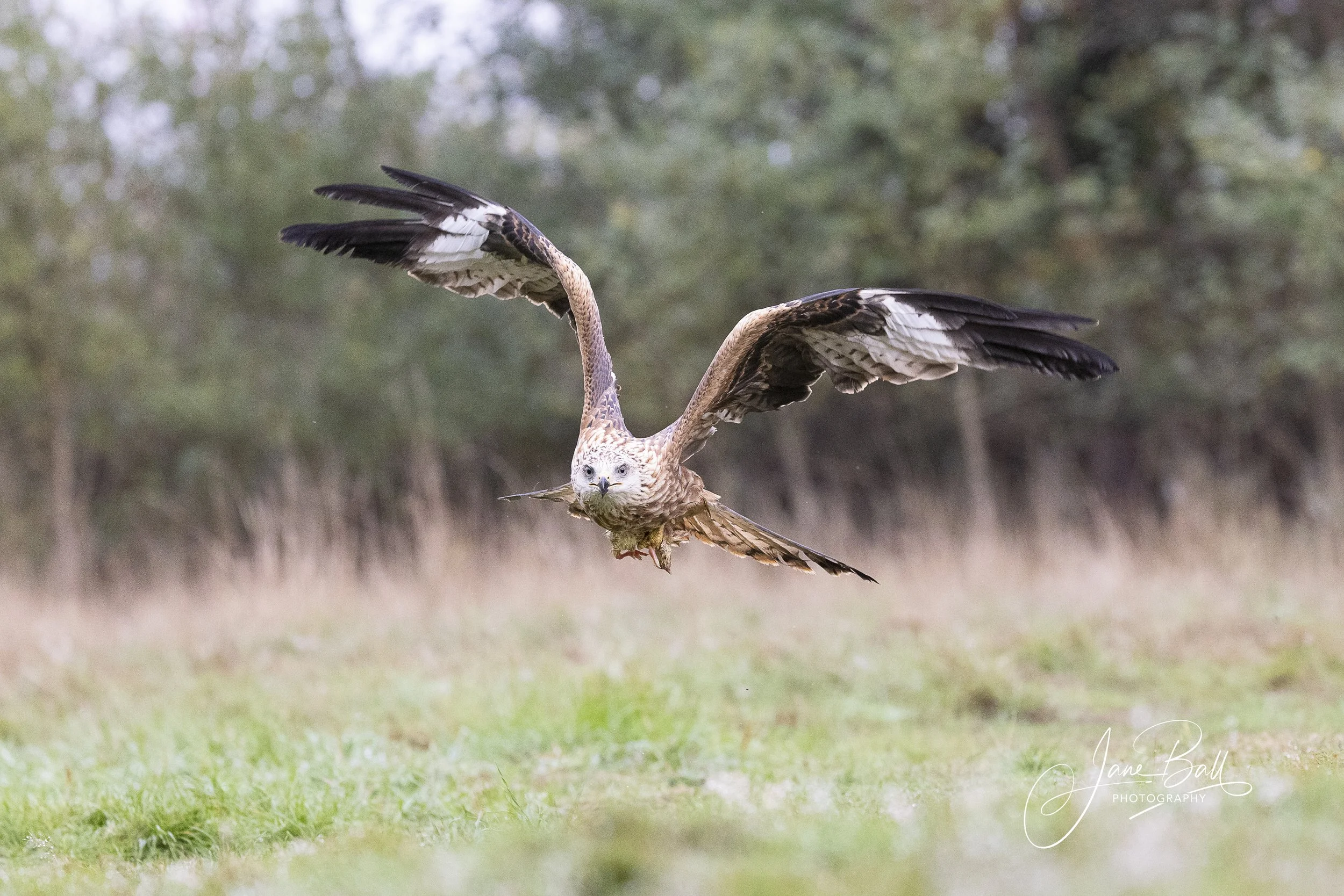 Red Kite