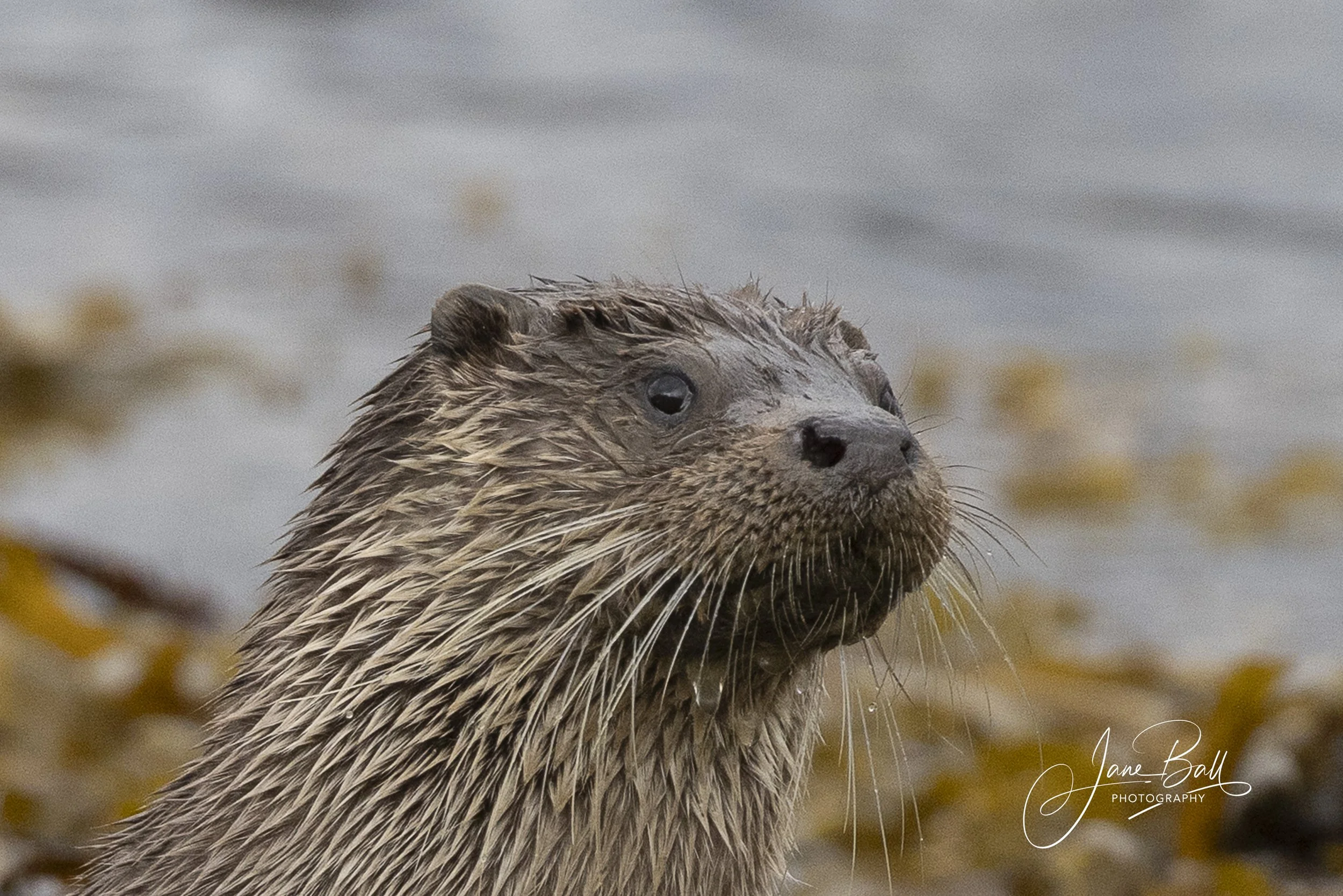 Otters of Mull ~ September 2025