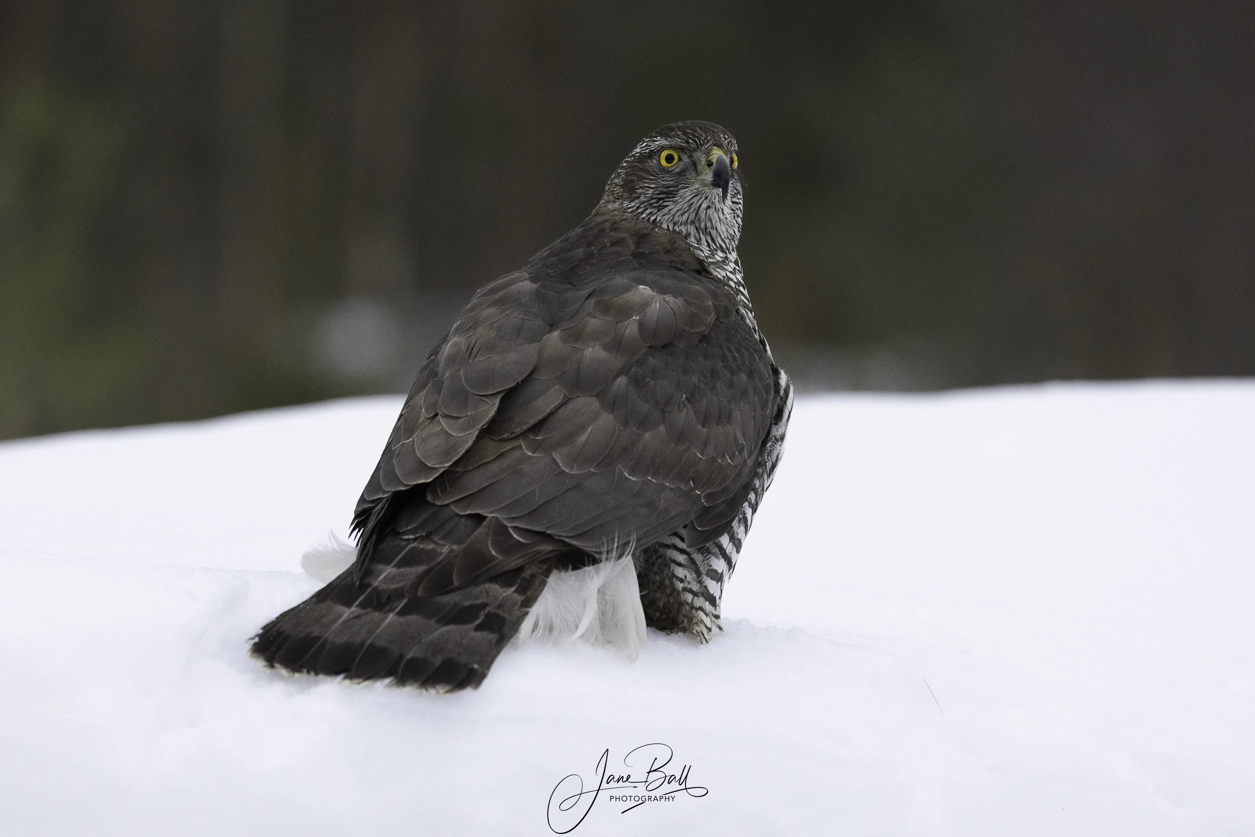 Goshawk