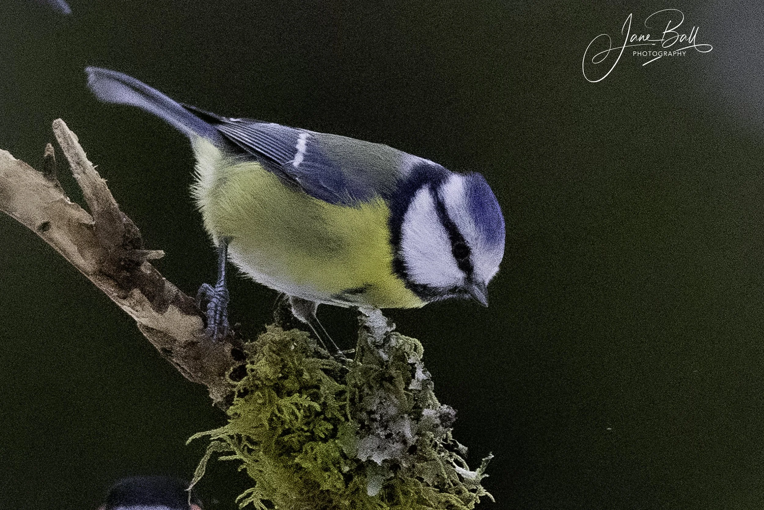 Blue Tit