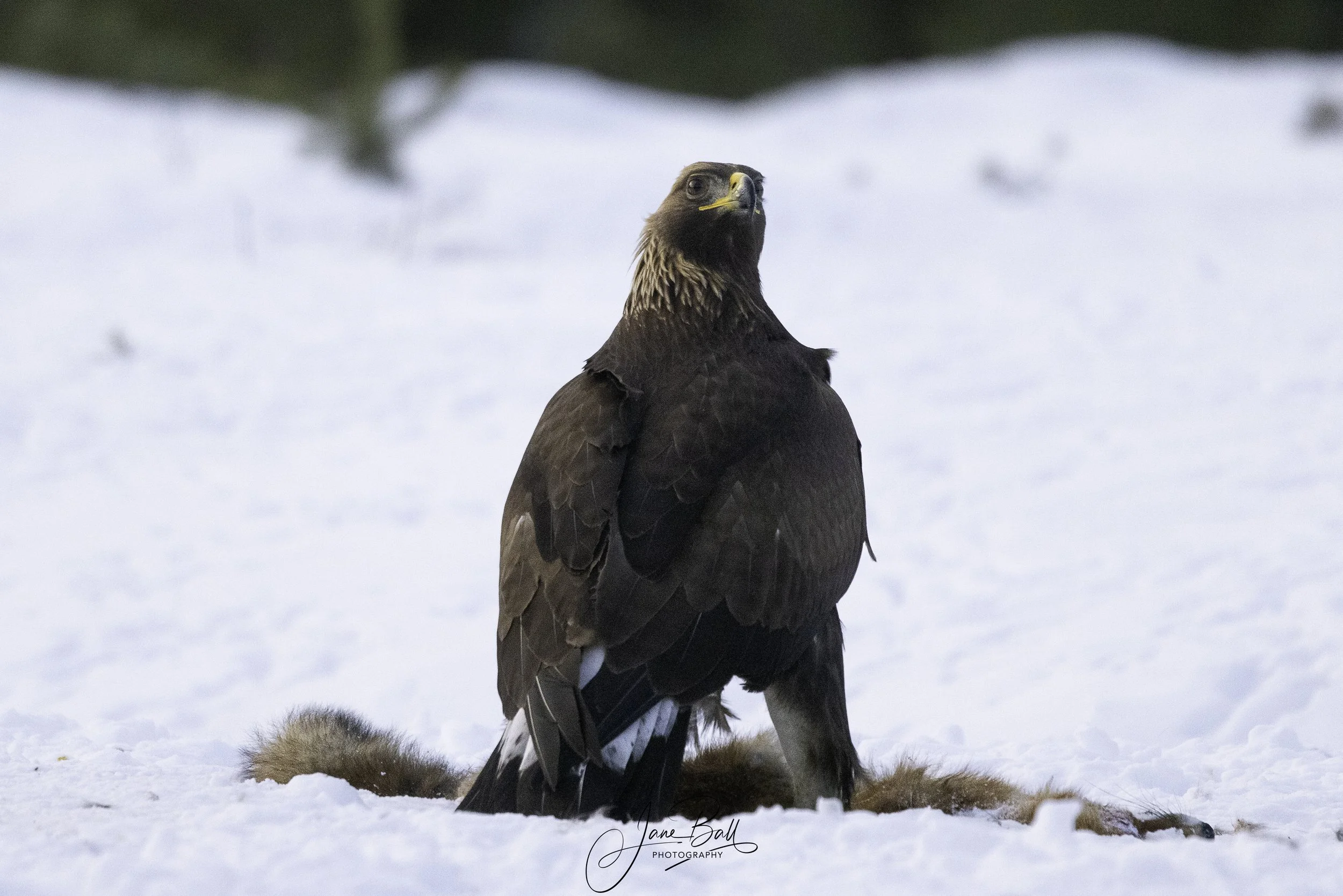 Golden Eagle