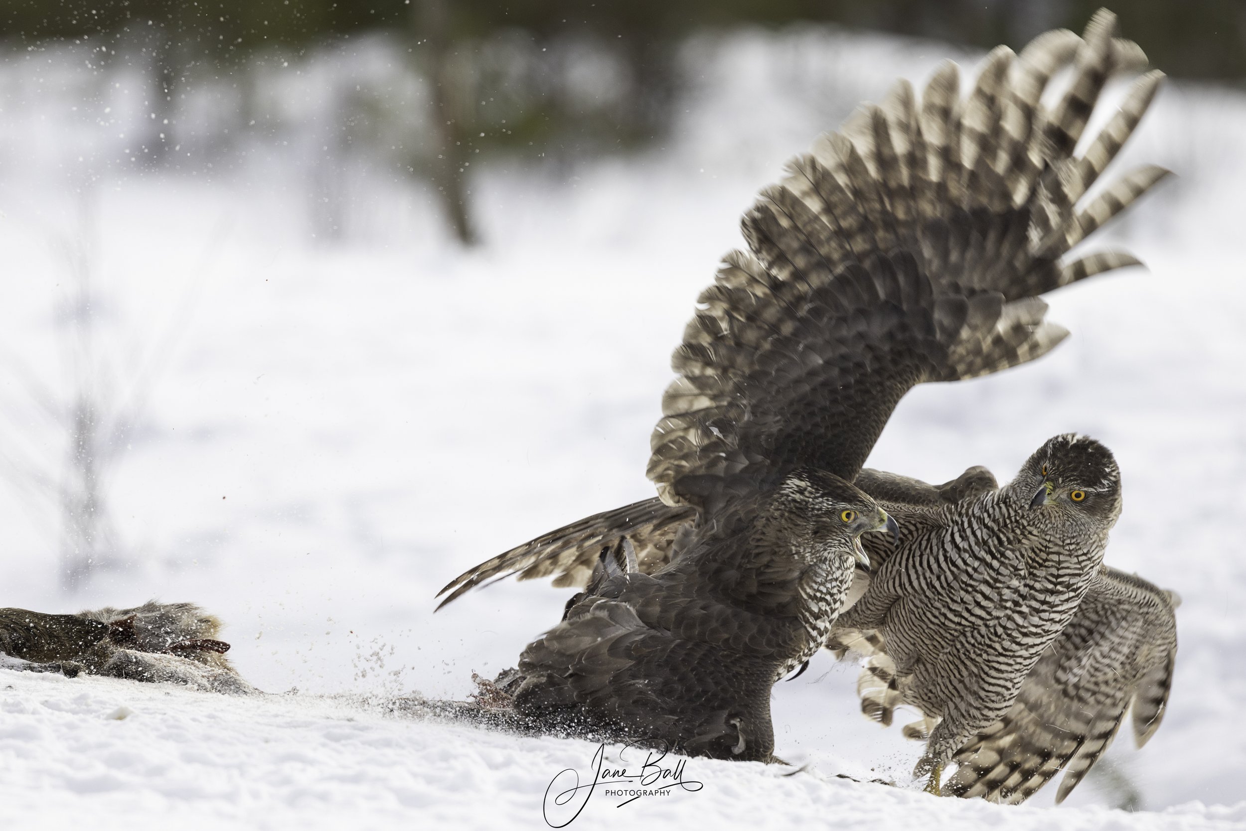 Fighting Goshawks.... the fight for food continues.
