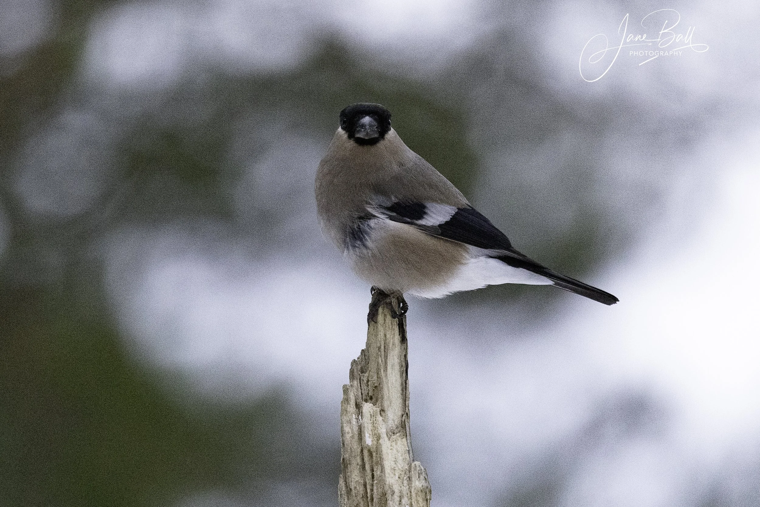Bullfinch (female)