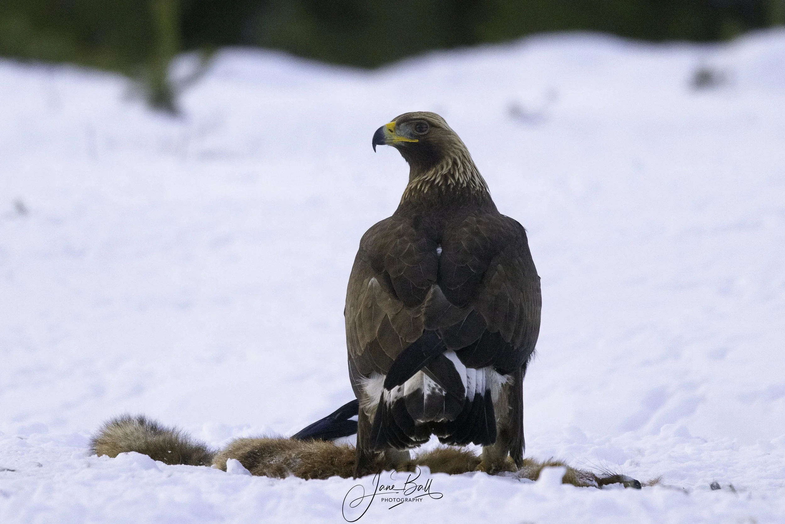 Golden Eagle