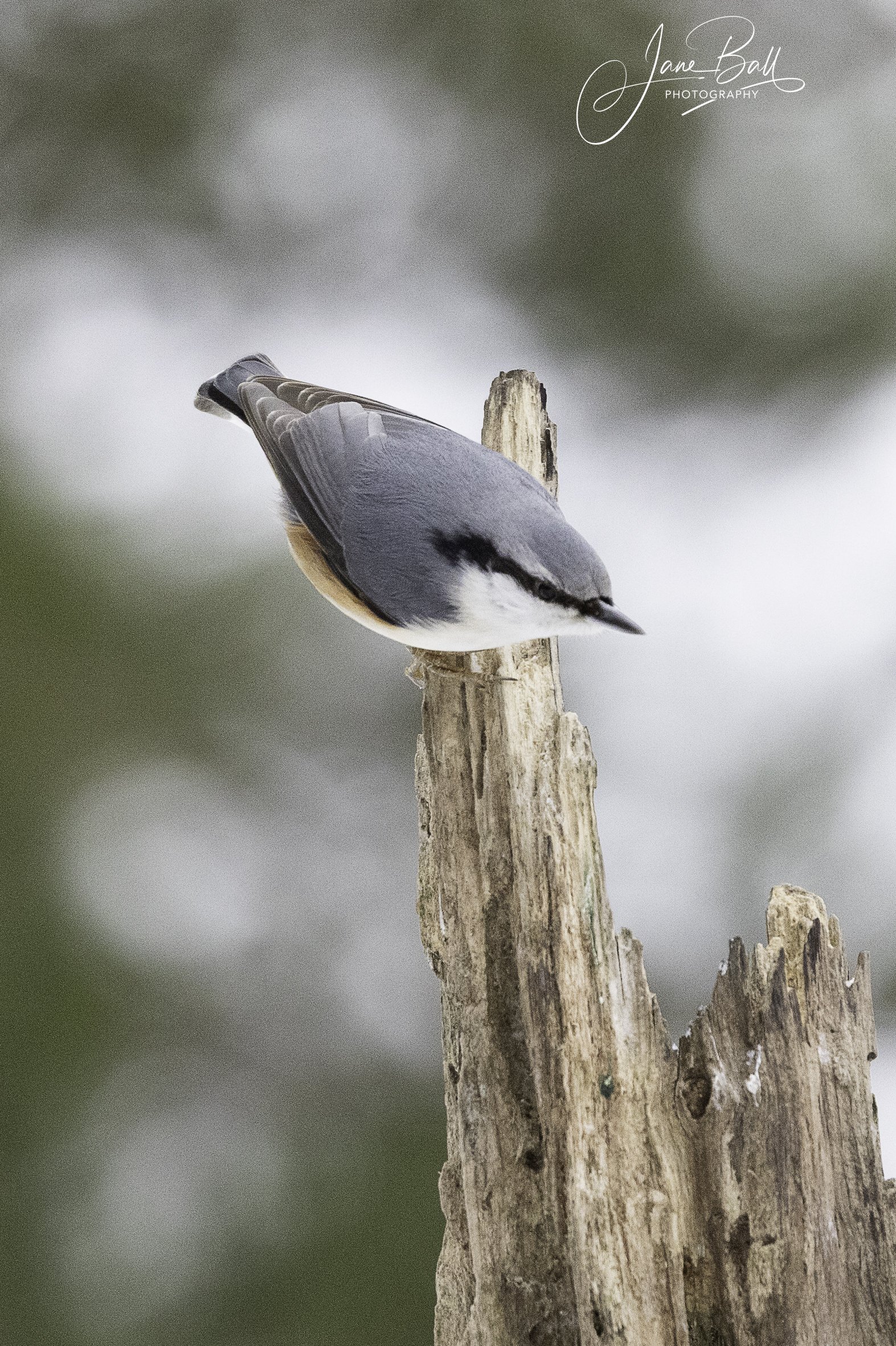 Nuthatch