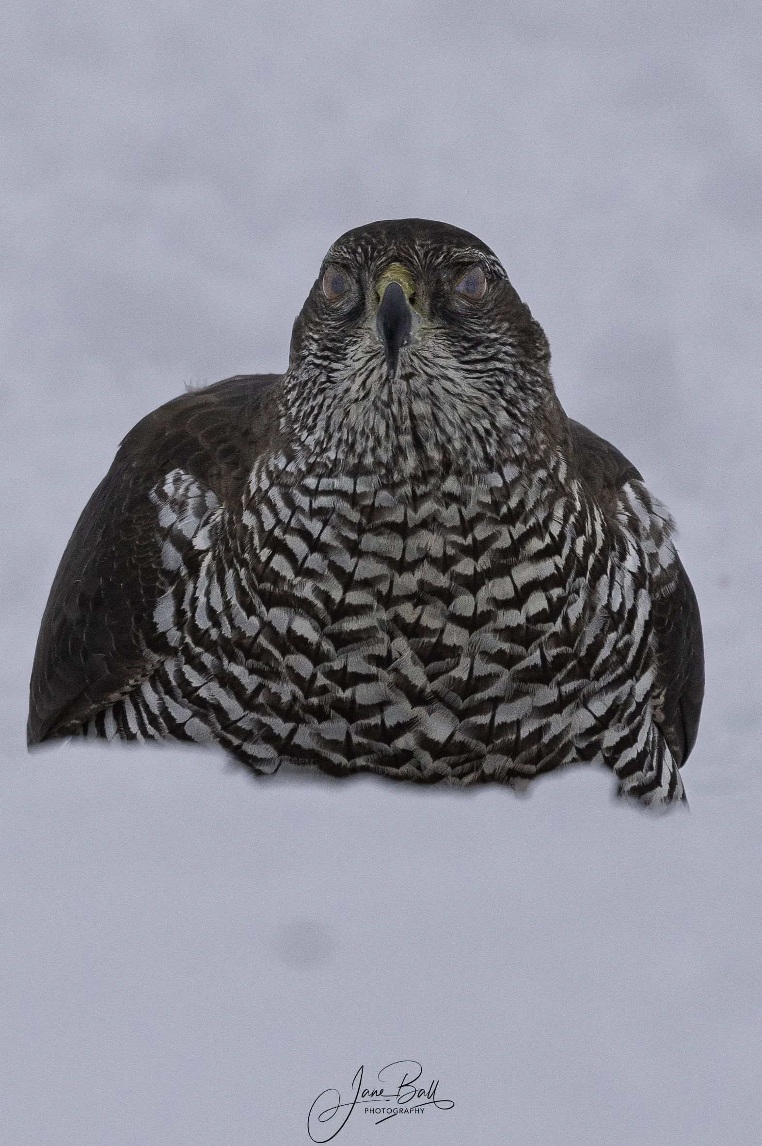 Goshawk