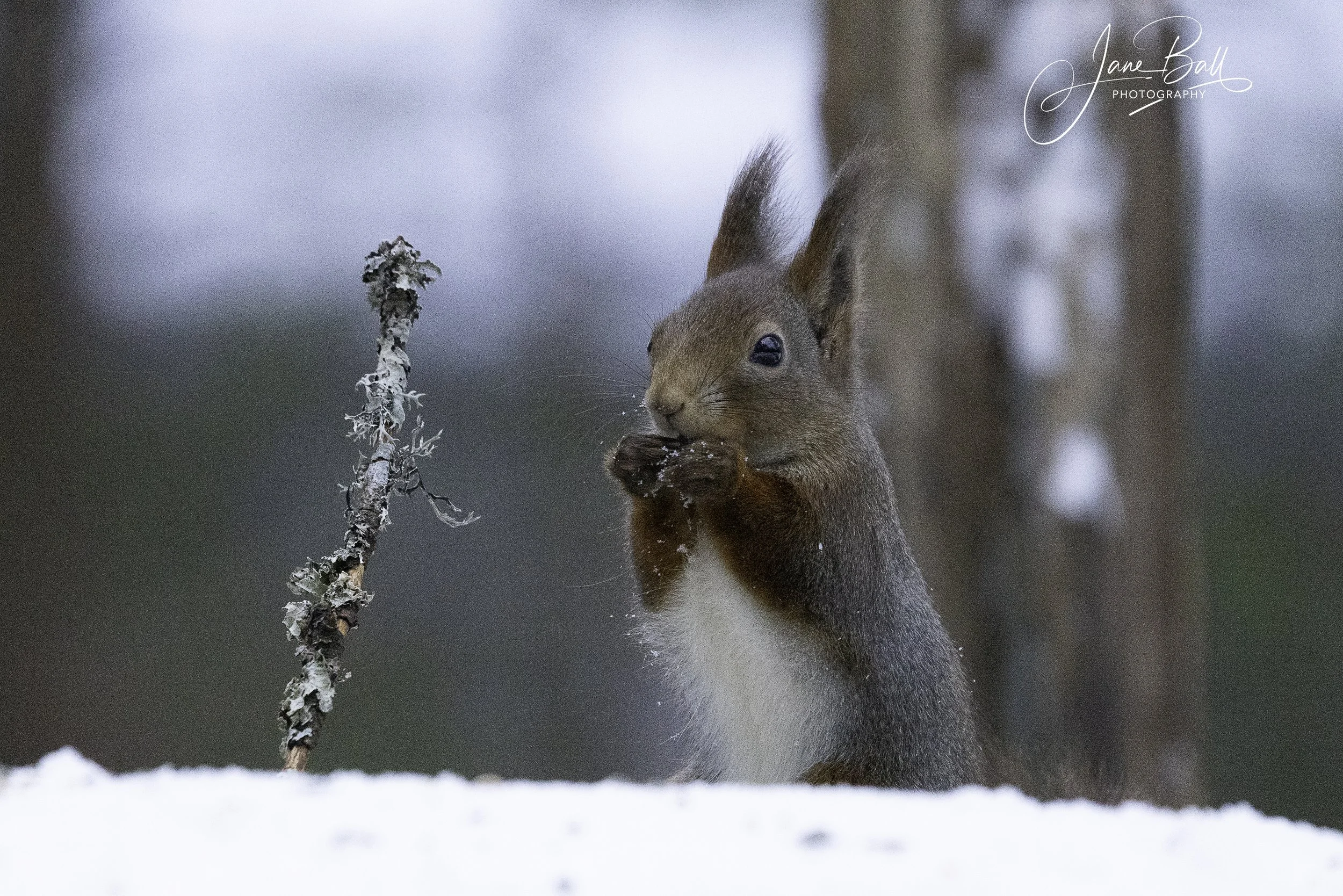 Red Squirrel