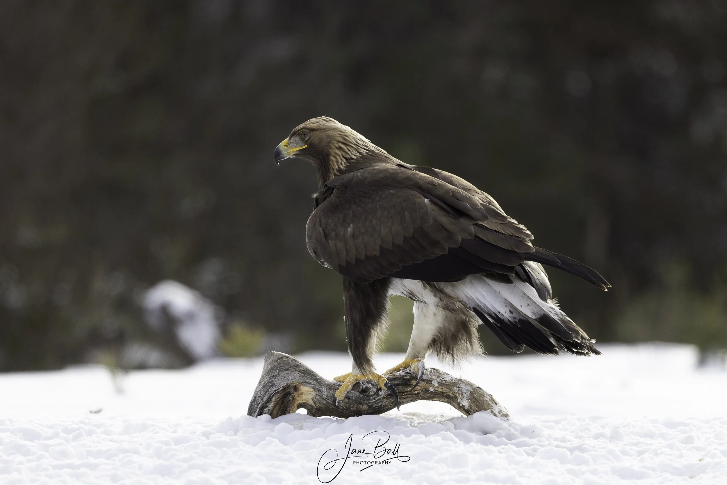Golden Eagle