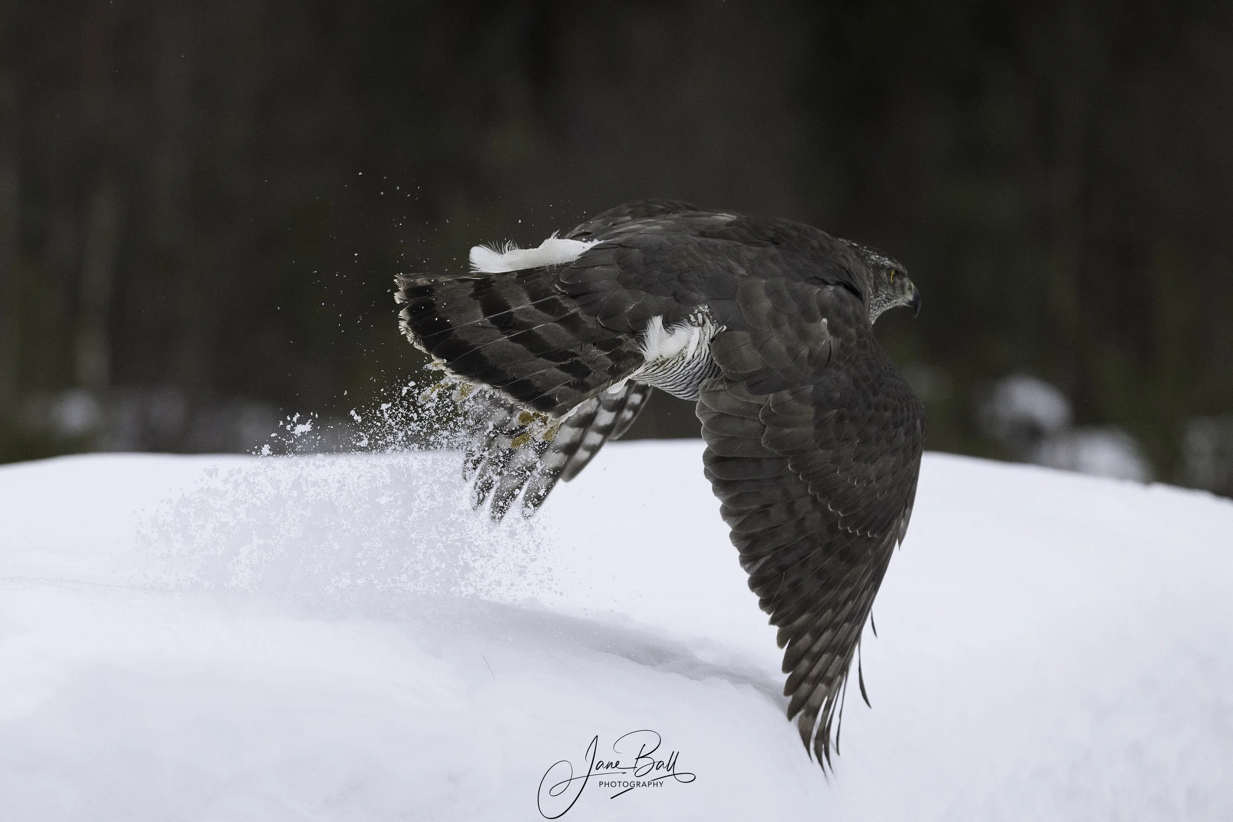 Goshawk