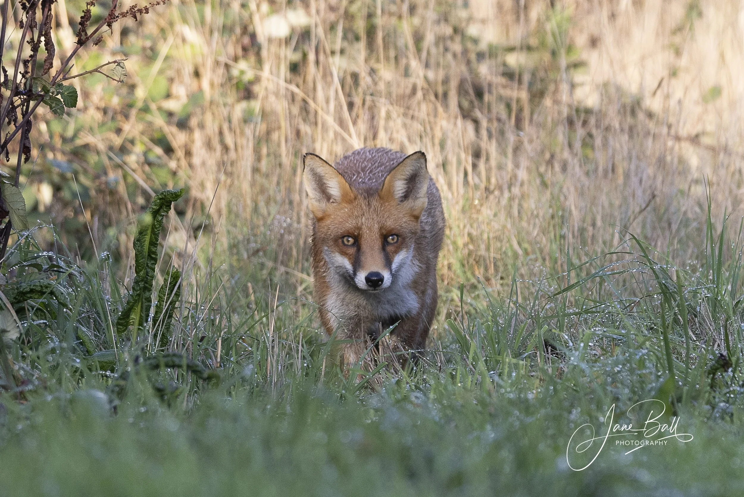 Fox (female)