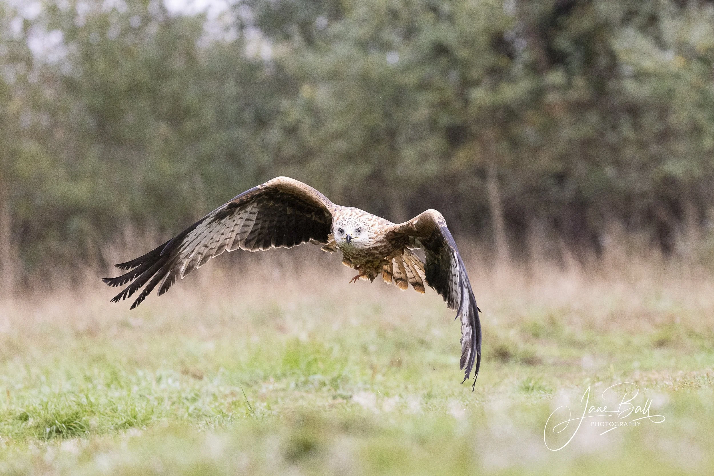 Red Kite