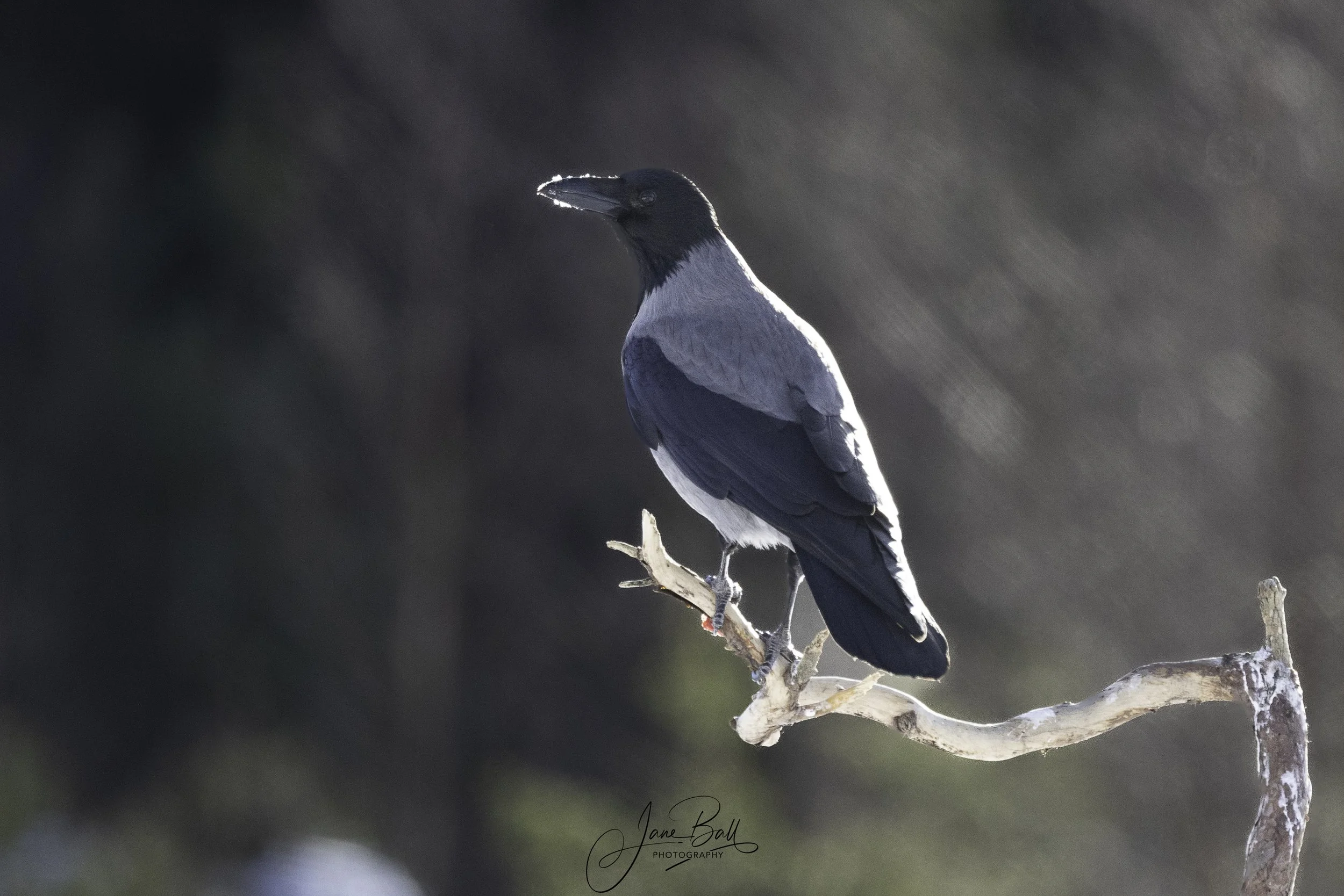 Hooded Crow