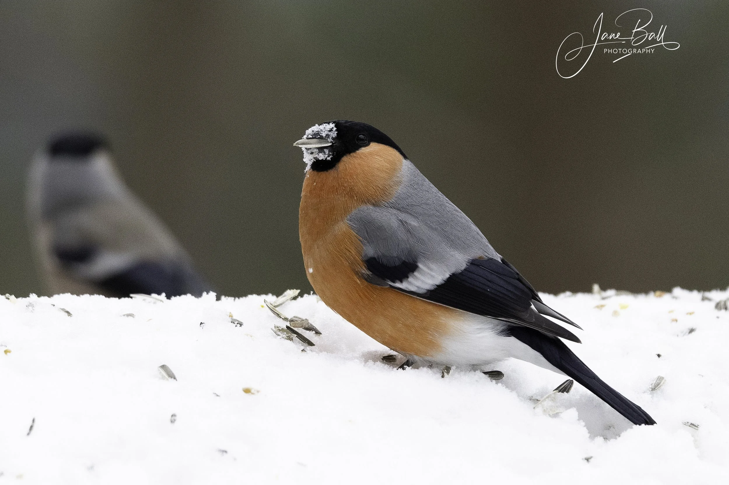 Bullfinch (male)