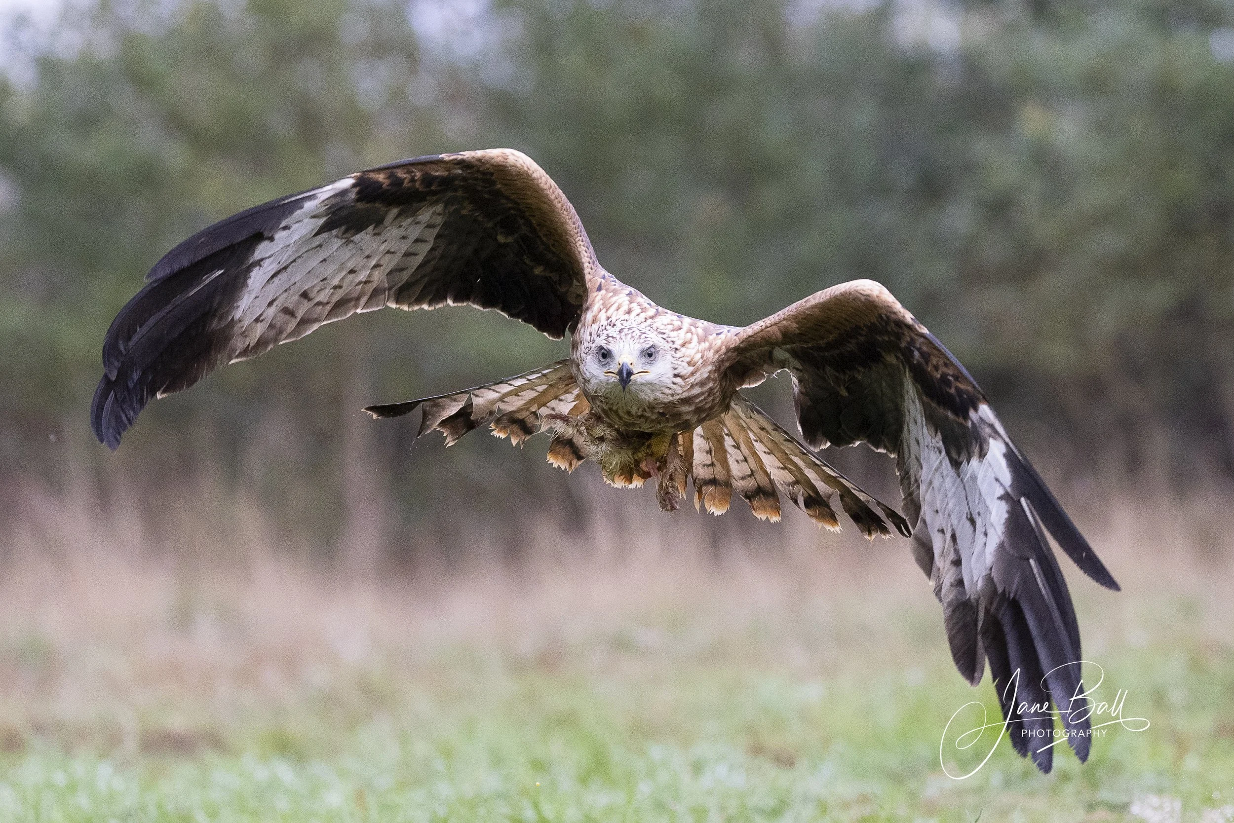 Red Kite