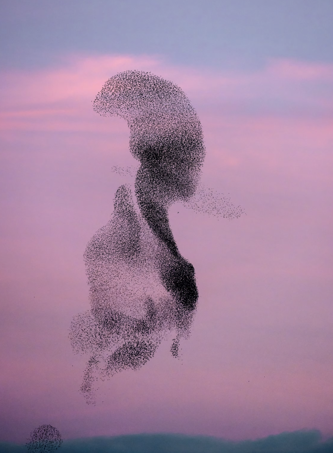 Gouvernance : ce que la nature peut nous apprendre sur l’organisation et le management.