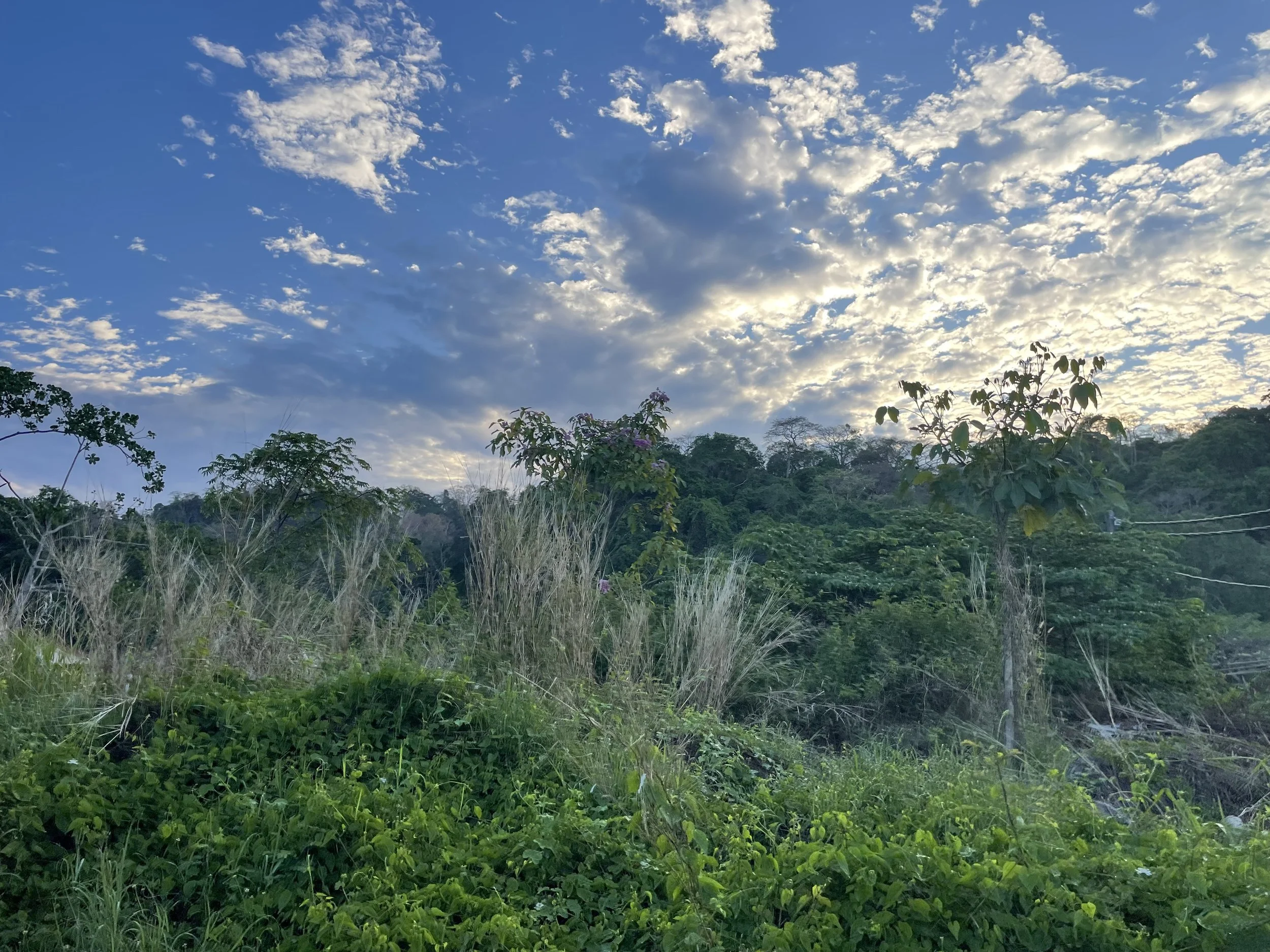 IMG_5595.jpeg