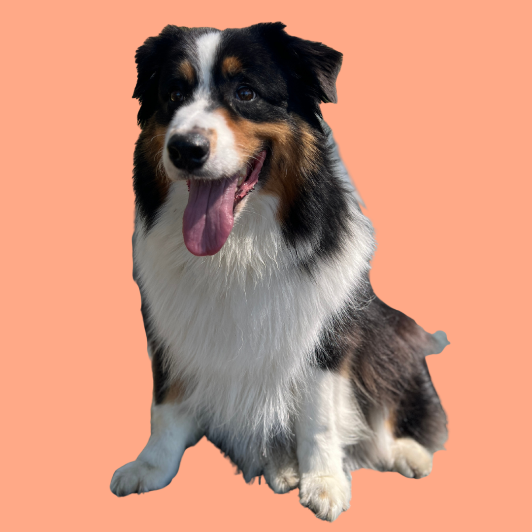A happy Australian Shepherd dog with a tricolor coat sitting on a peach background.