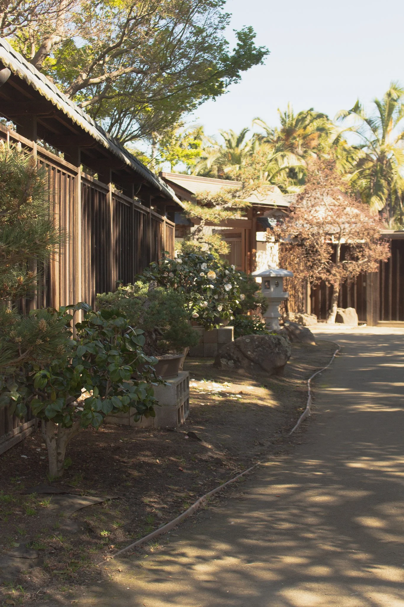 photo of bonsai garden