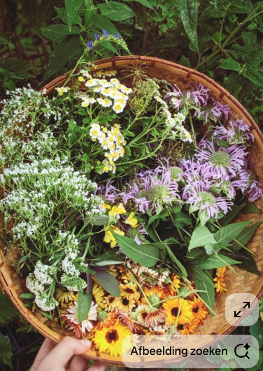 Achilea - Krachtige Planten Infusie tegen Menstruatiekrampen