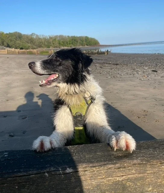A black and white dog lying on a beach with a harness, looking to the side with its tongue out, near the water and a wooden fence in the background.