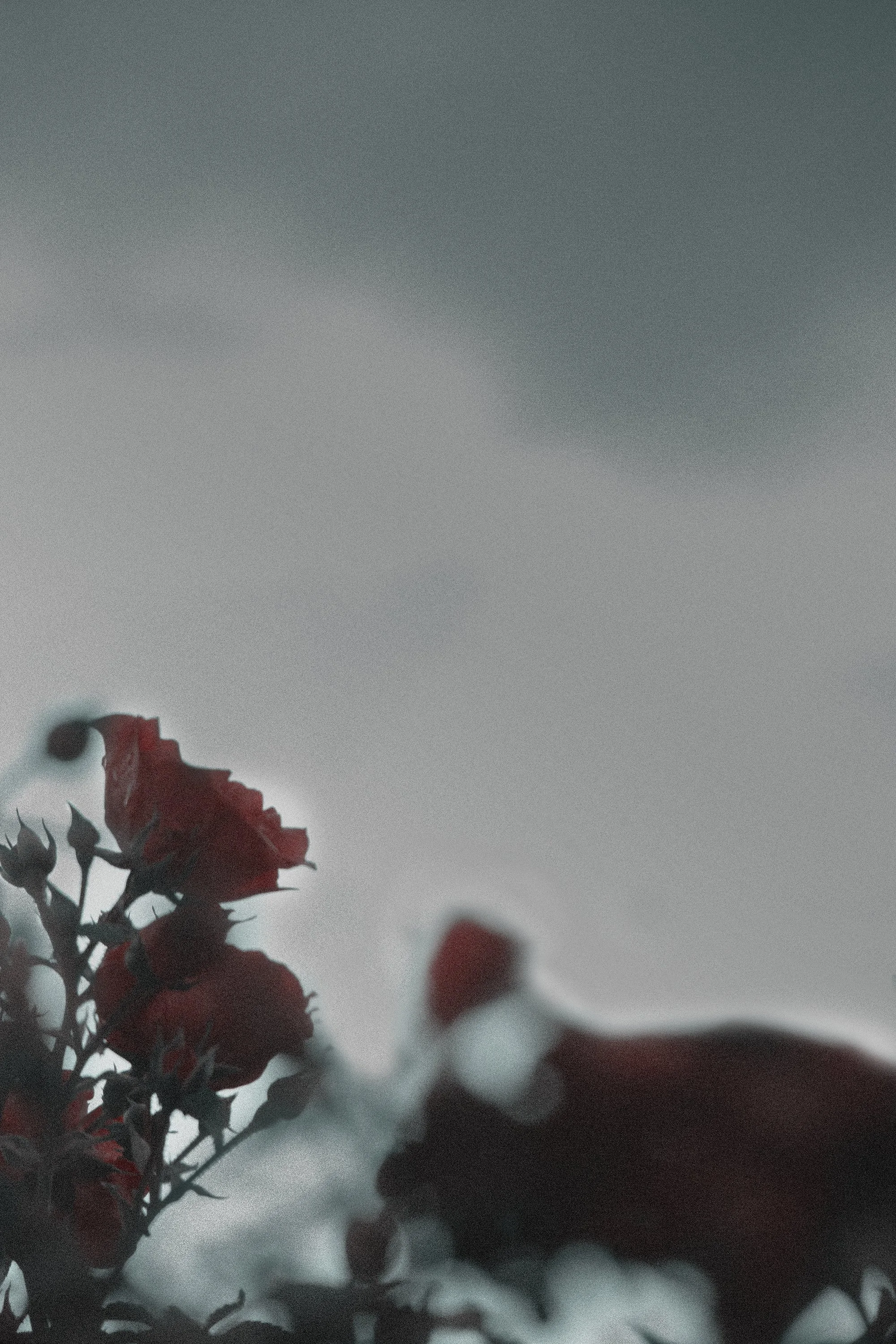 Close-up of red flowers with dark and blurred background.