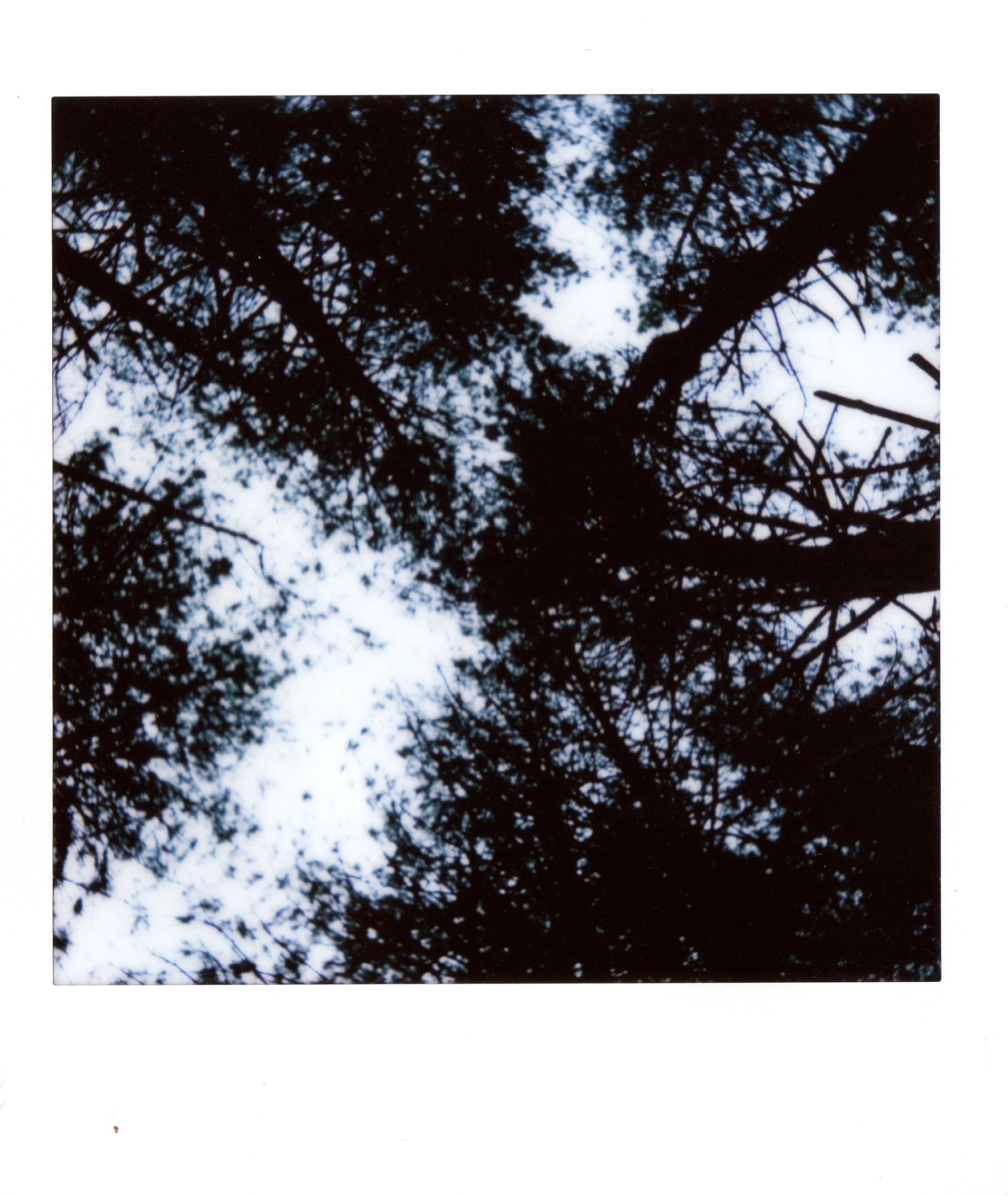 Looking up through tree branches with a cloudy sky in the background