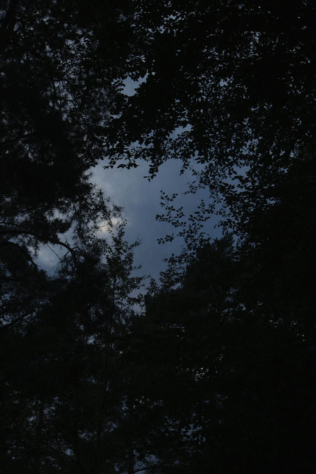 Nighttime view of the sky through tree branches with dark silhouettes of leaves and faint light in the sky.