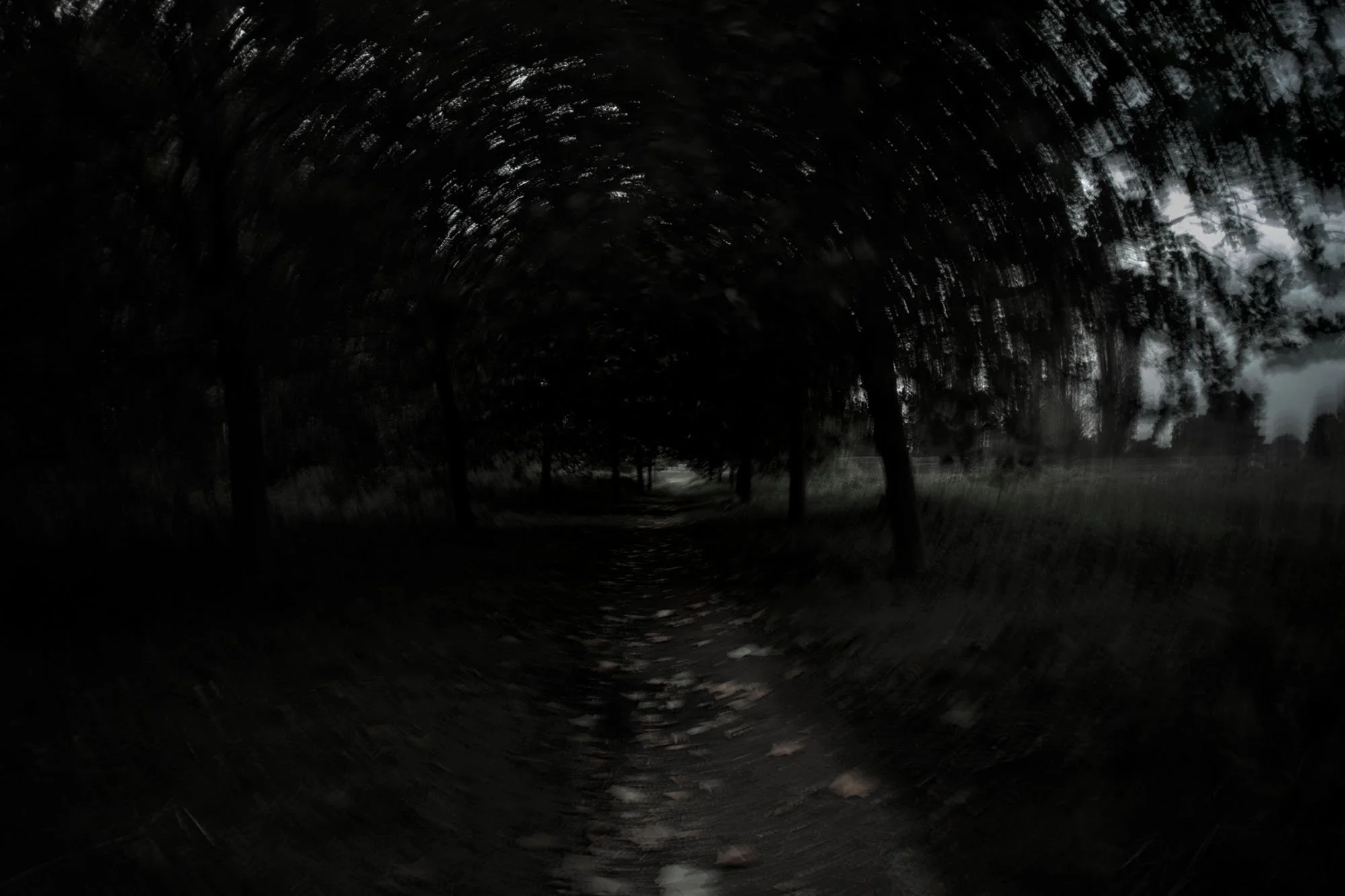 Dark forest path surrounded by trees with an overcast sky