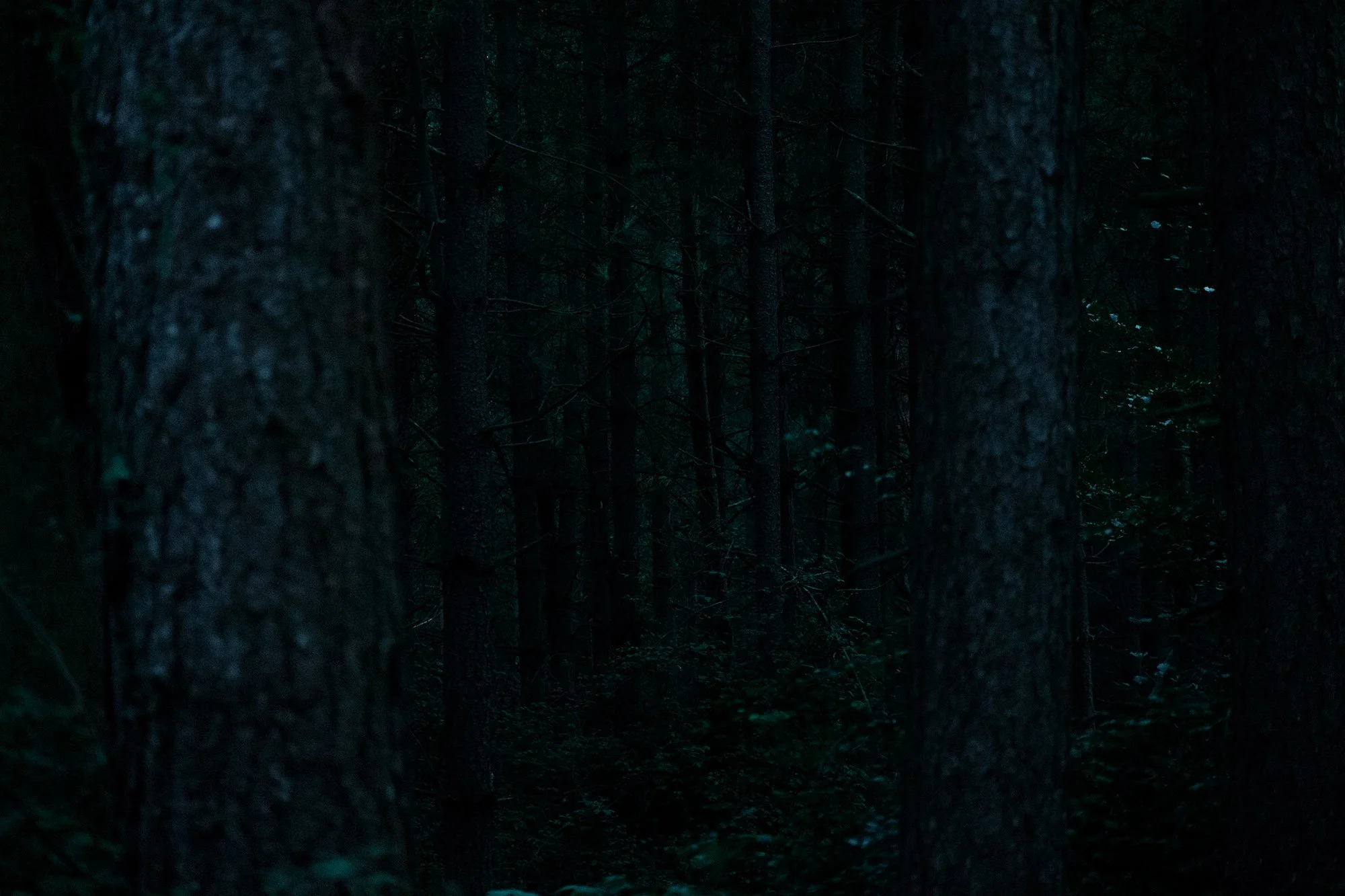Dark, dense forest with tall trees and little visible light.