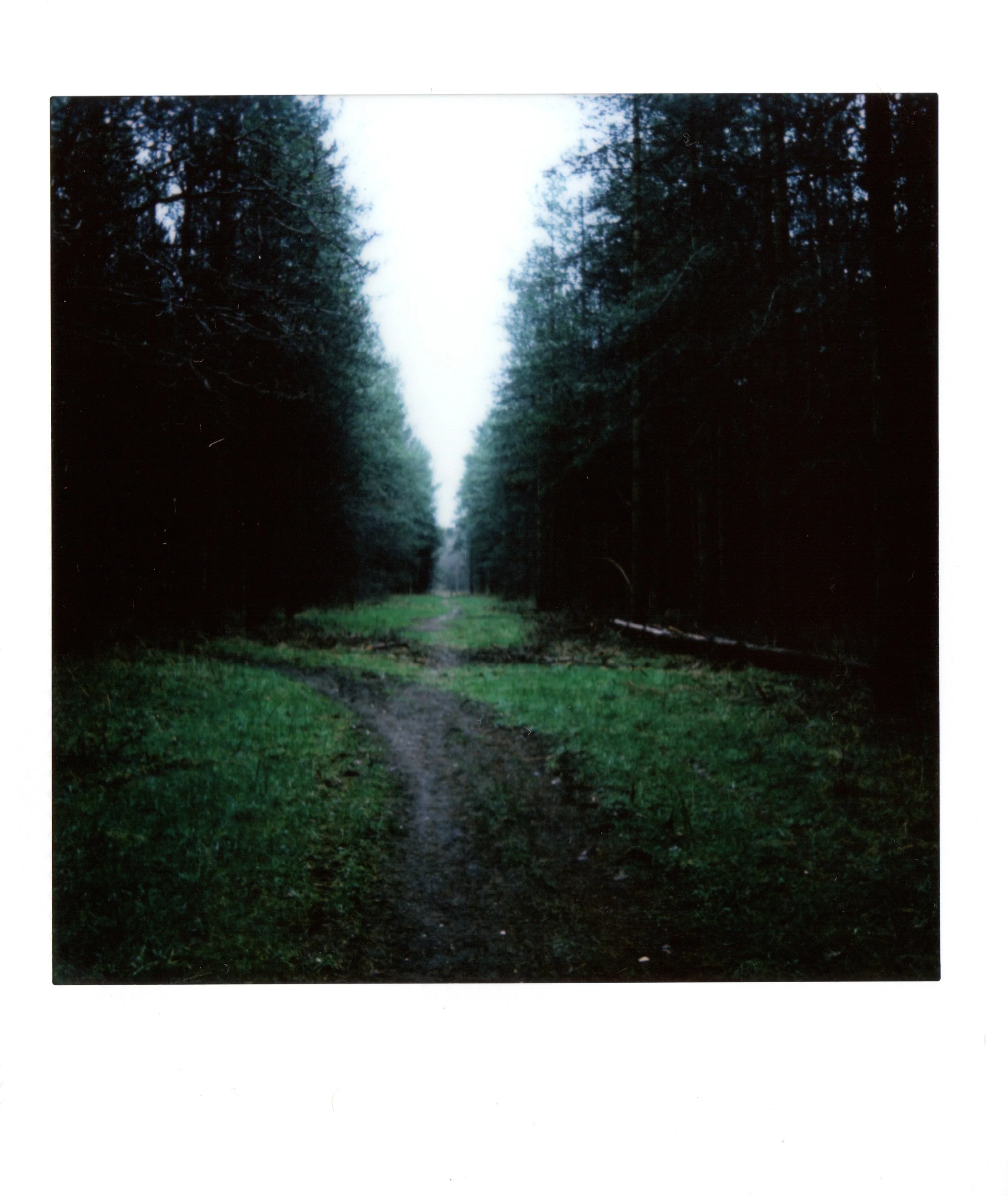 A dirt path running through a dense forest with tall trees on both sides, leading into the distance, with overcast skies.